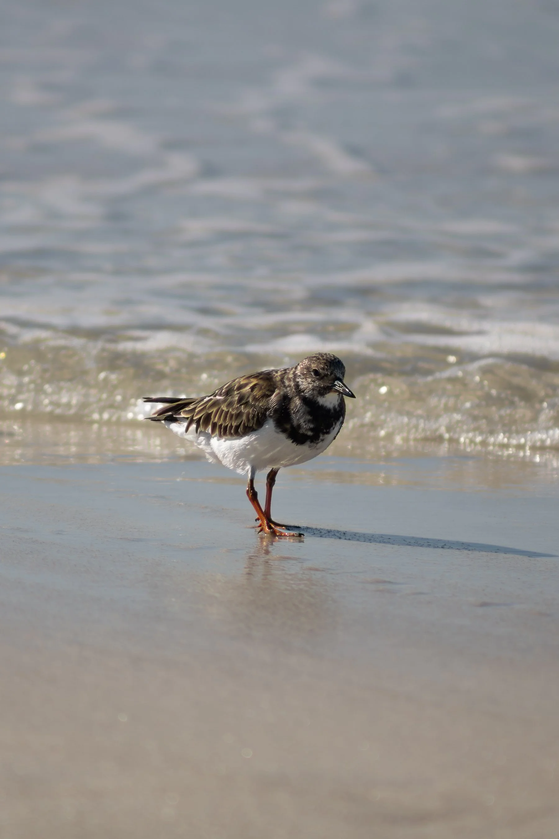 10.11.26
 
ruddy turnstone