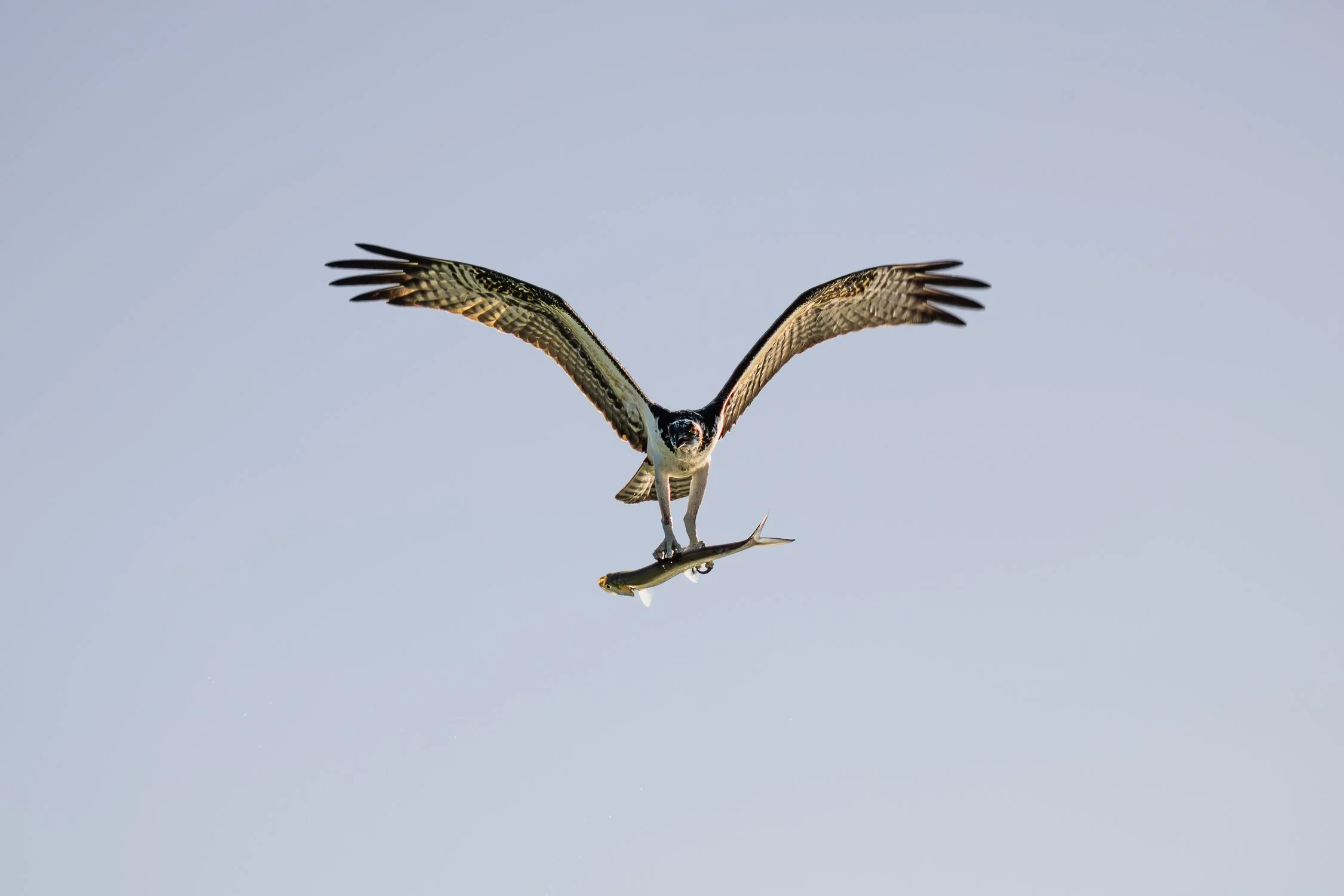 9.17.26
 
osprey
