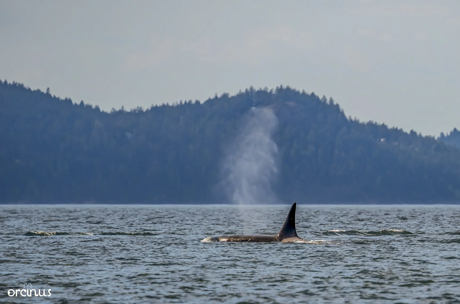  4.19.25 
 
juvenile male bigg's orca, t65b1 "birdsall"
 
san jan, wa