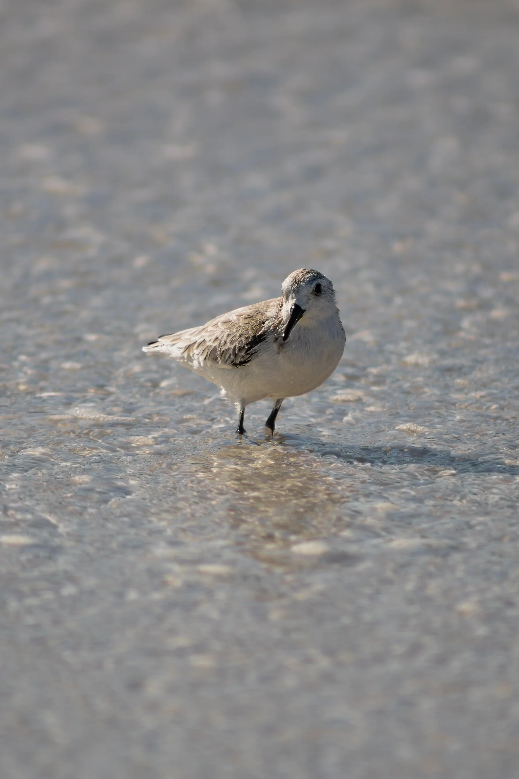 10.11.26
 
sanderling