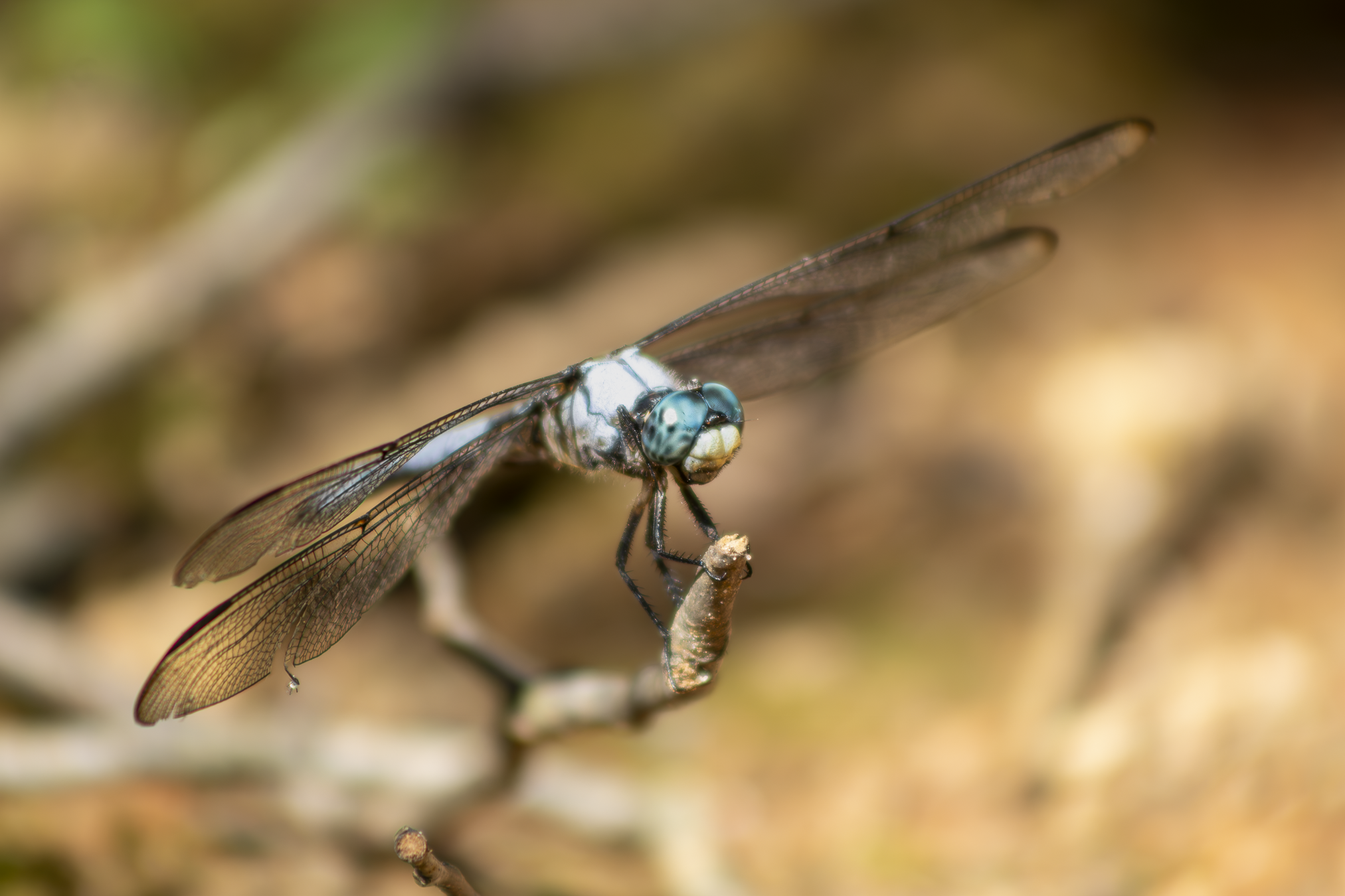 8.8.26
 
blue skimmer