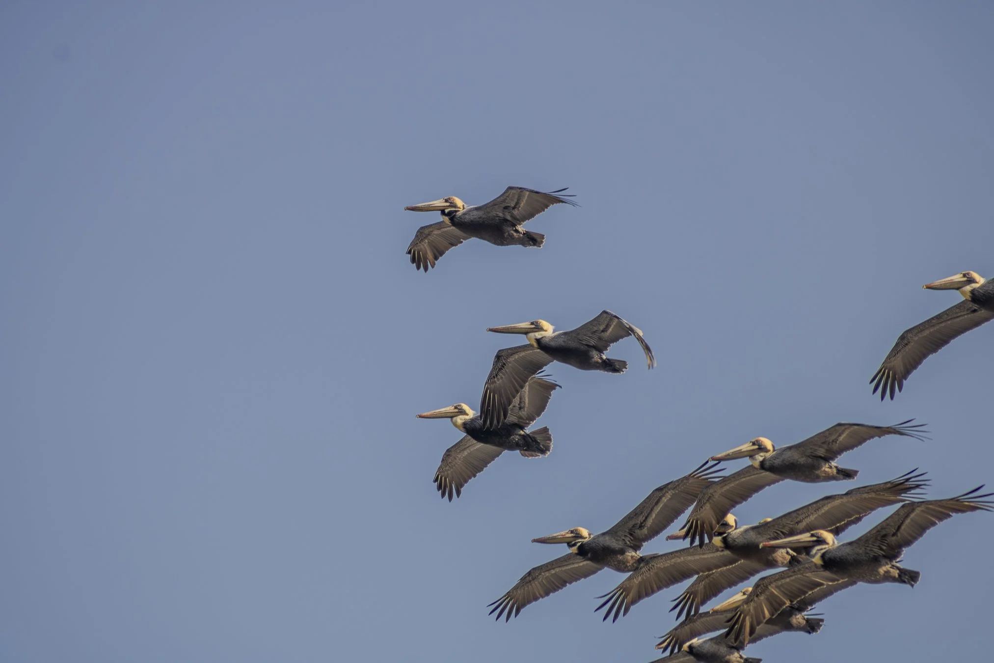 big big flock of brown pelicans coming through.