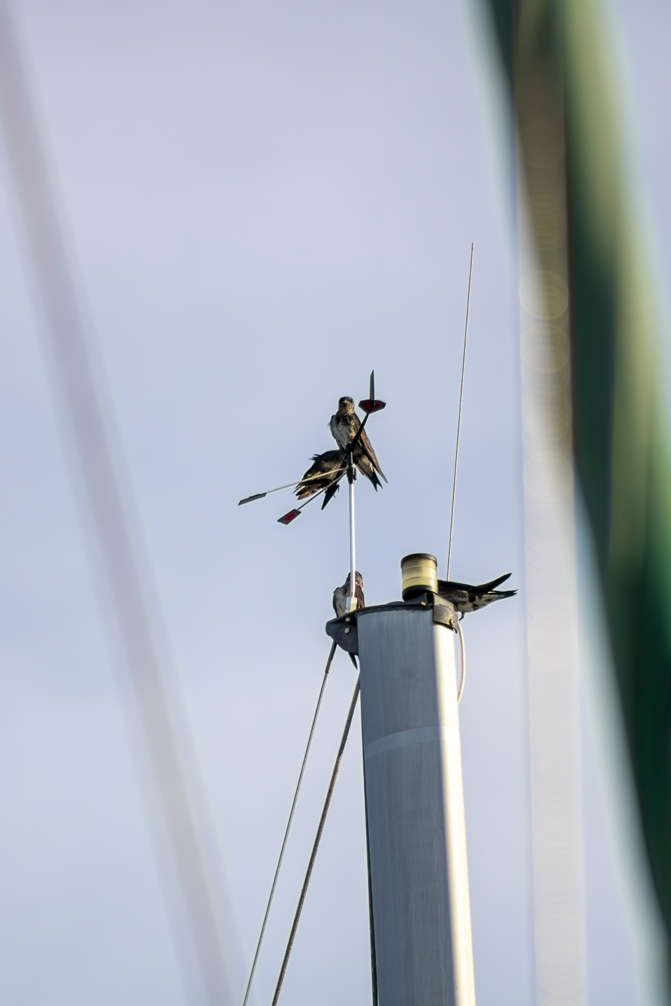 7.15.26
 
purple Martin