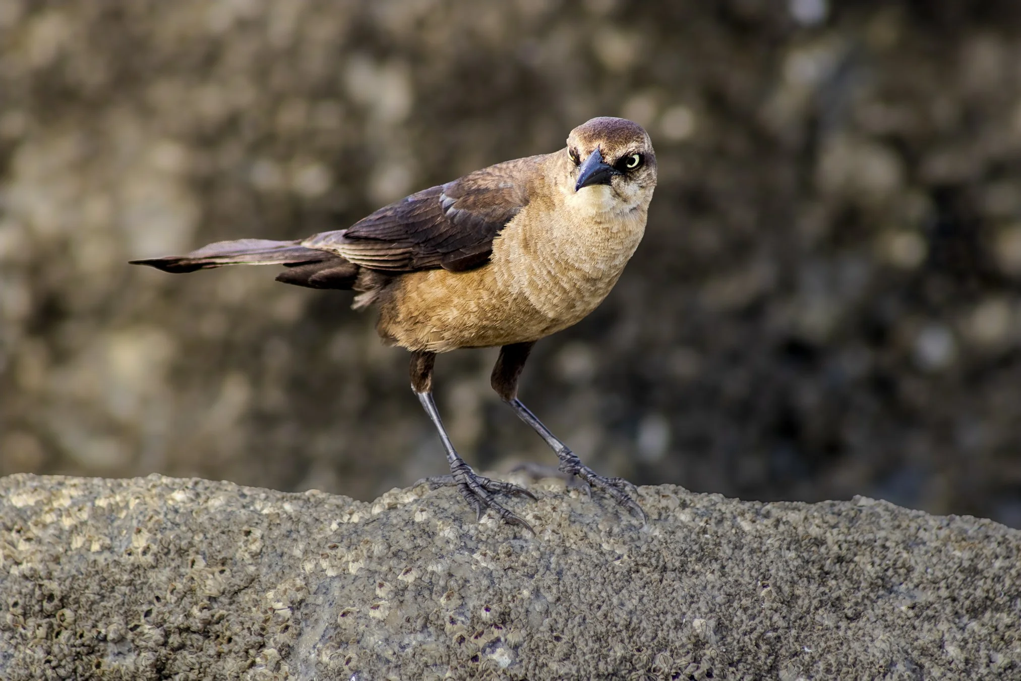 6.13.26
 
grackle