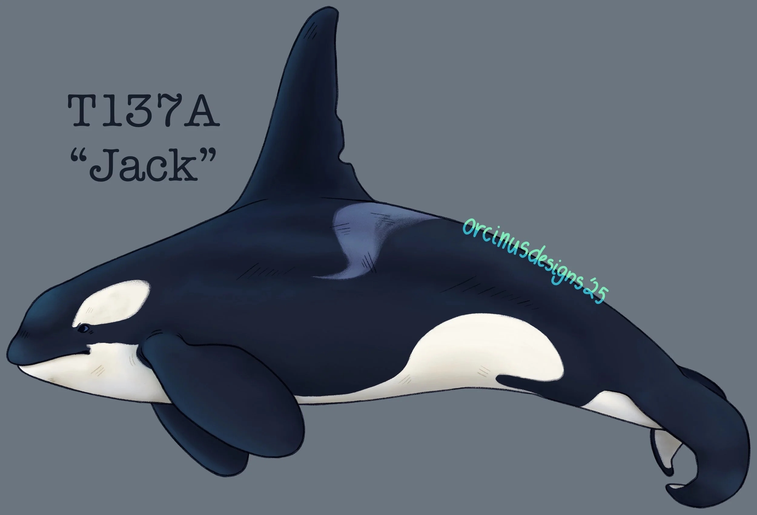 jack2.JPEG