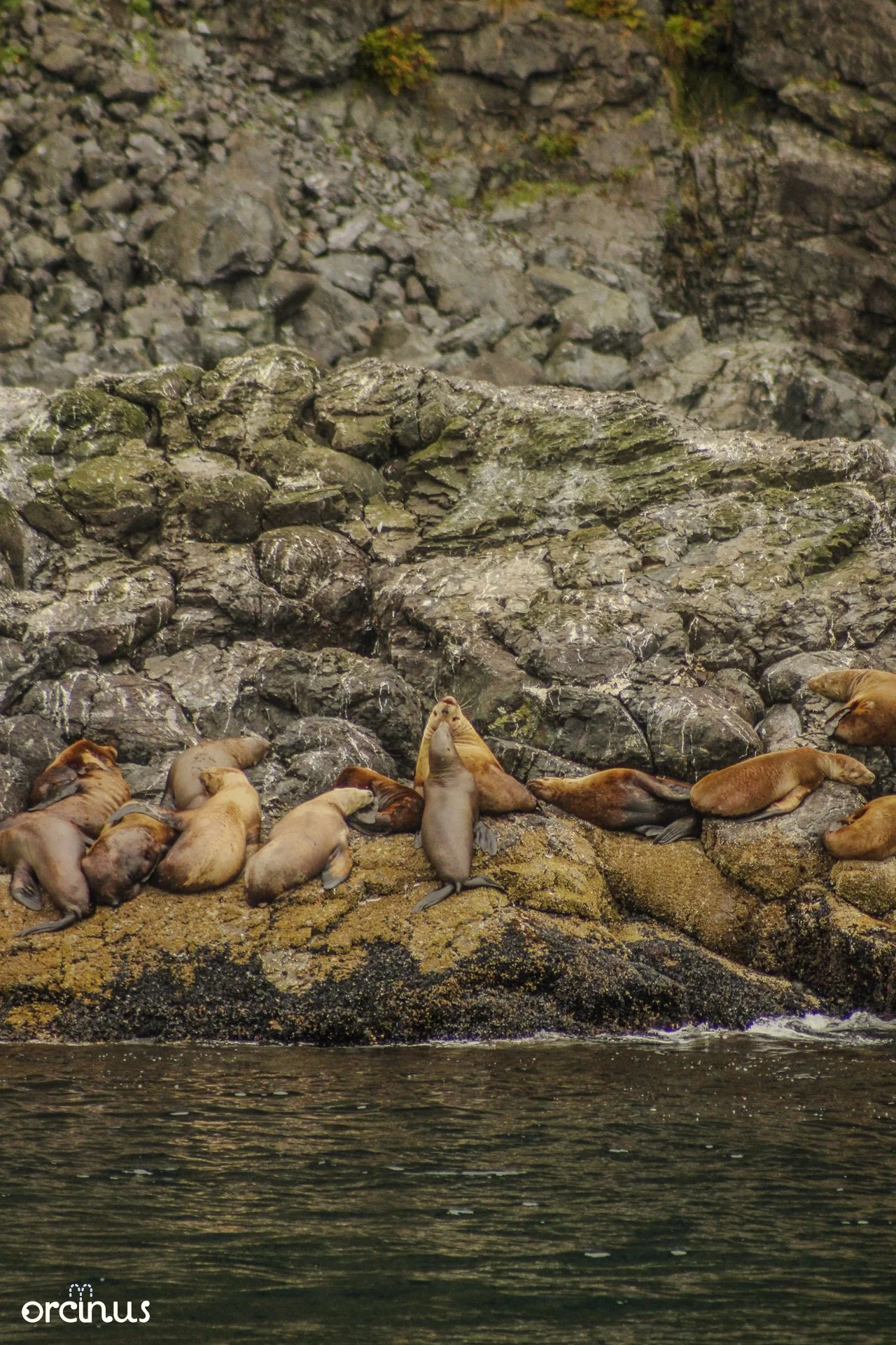  8.17.25 
 
stellar's sea lions
 
kenai fjords ntl. park, ak