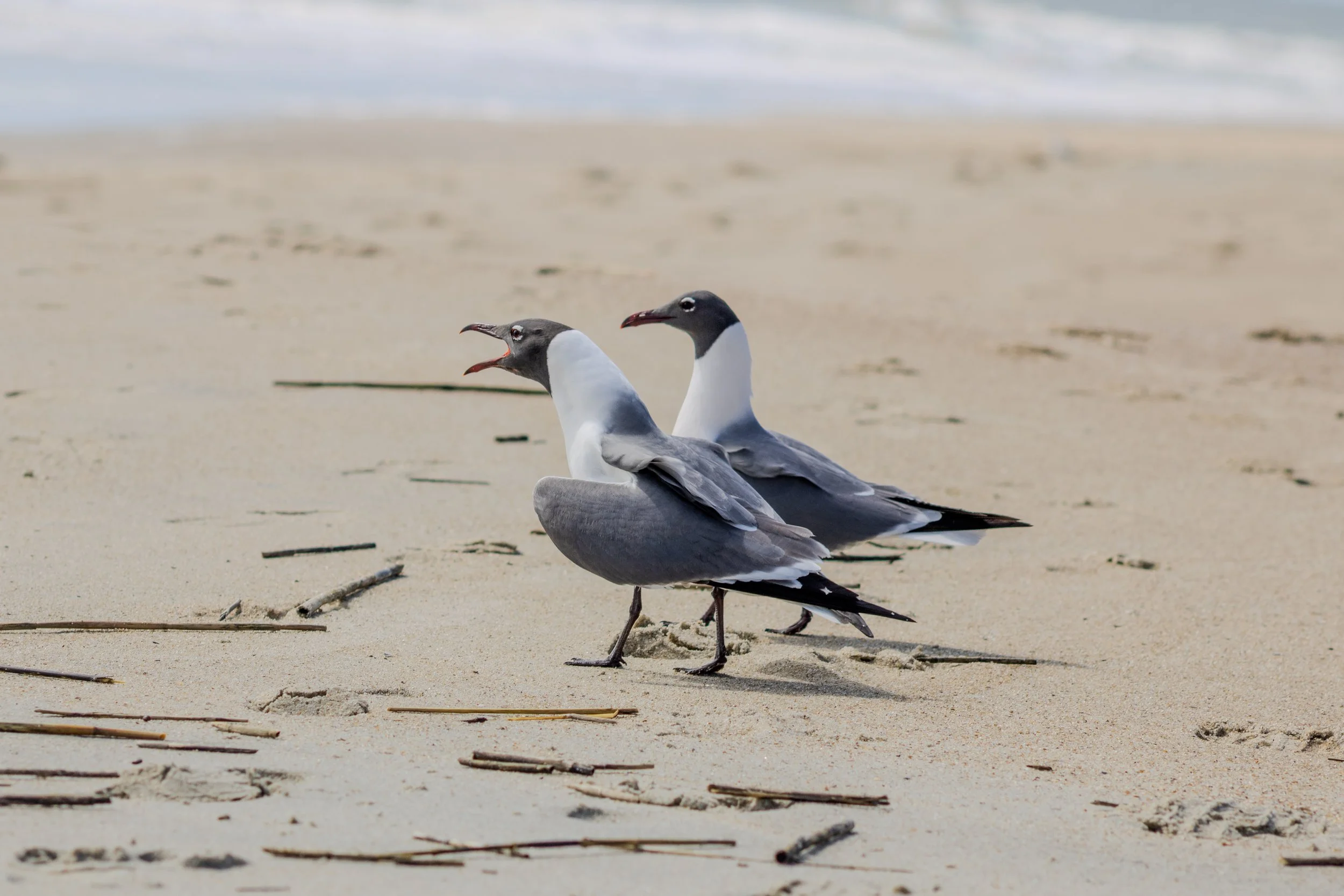 laughing gulls in breeding plumage