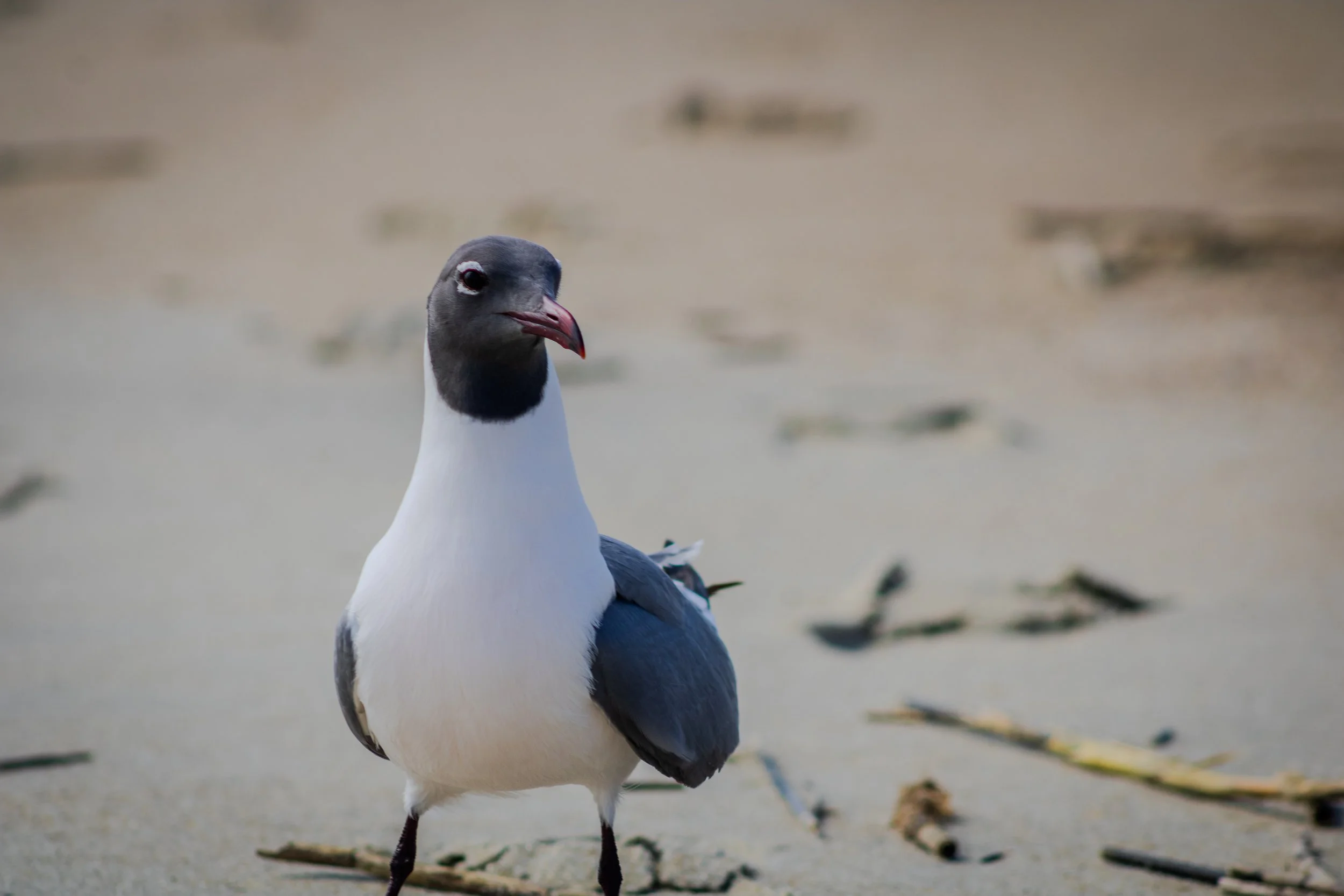 laughing gull in breeding plumage