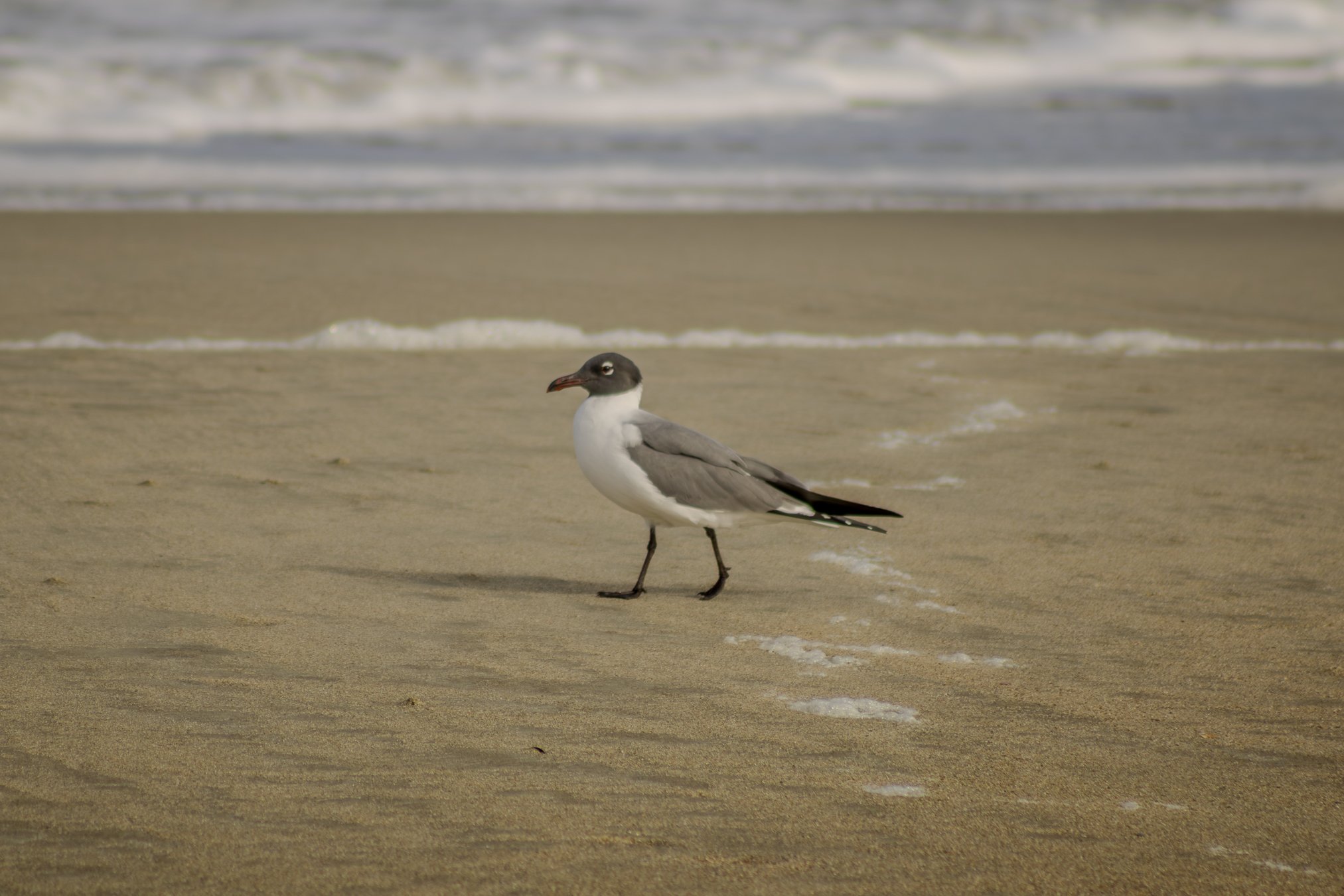 adult laughing gull. i think. id'ing hooded gulls is harder than rocket science.