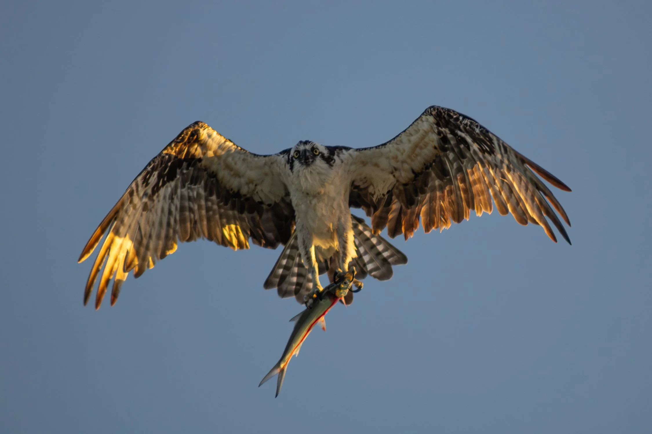 9.17.26
 
osprey