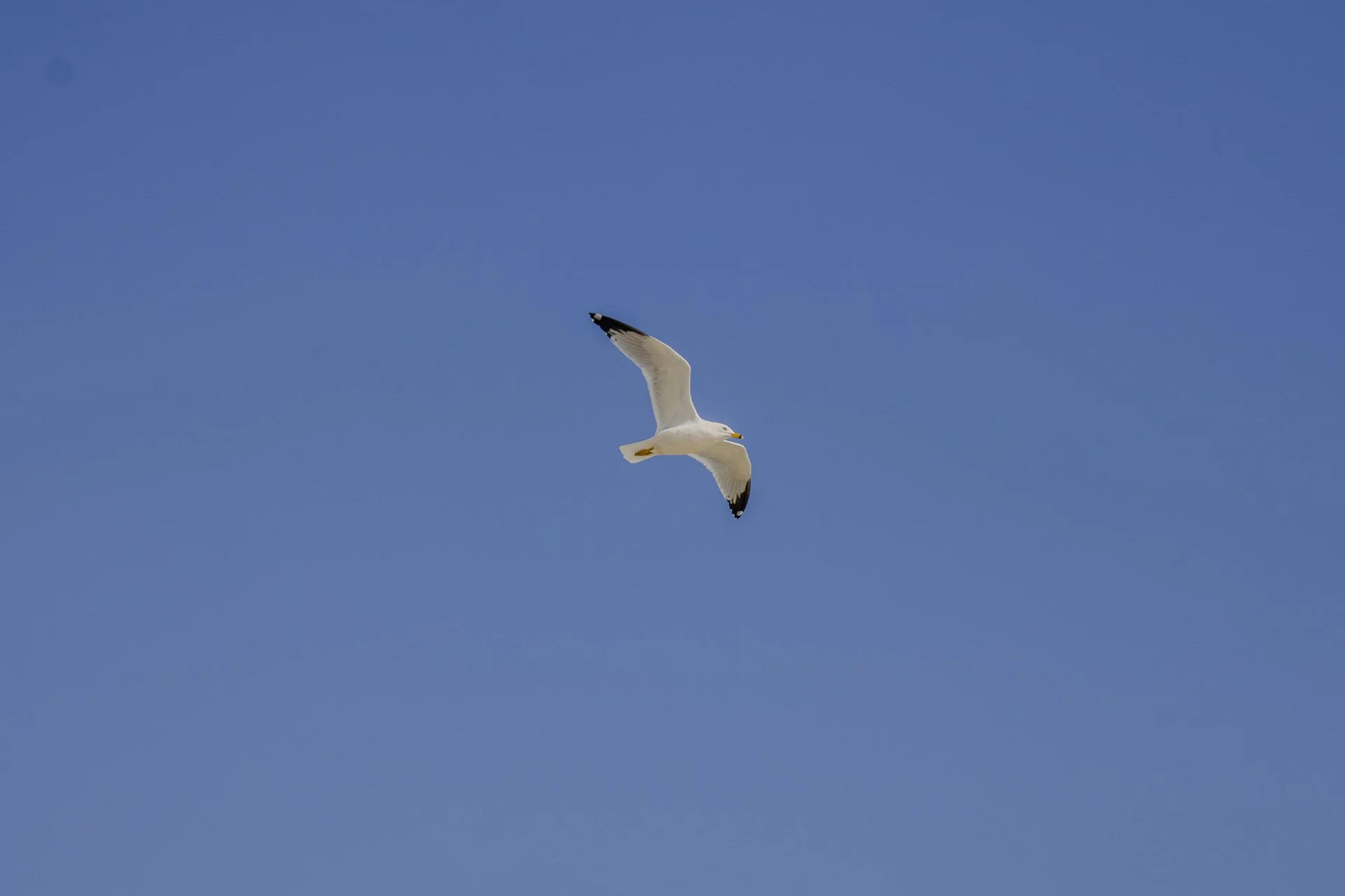 3.7.26._NorthTybeeBeach_MiscGulls-01.jpg
