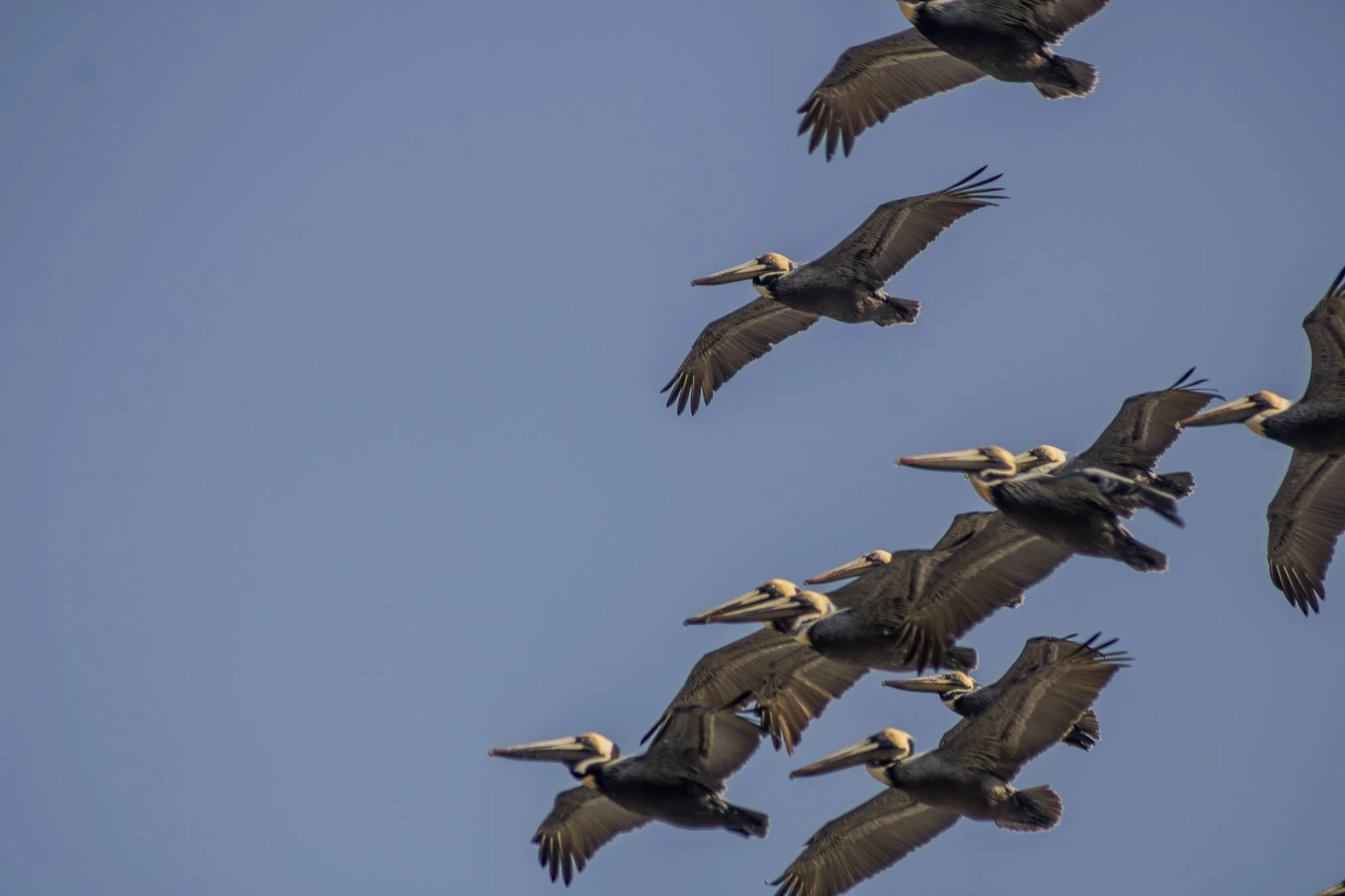 closest brown pelican photo so far. 