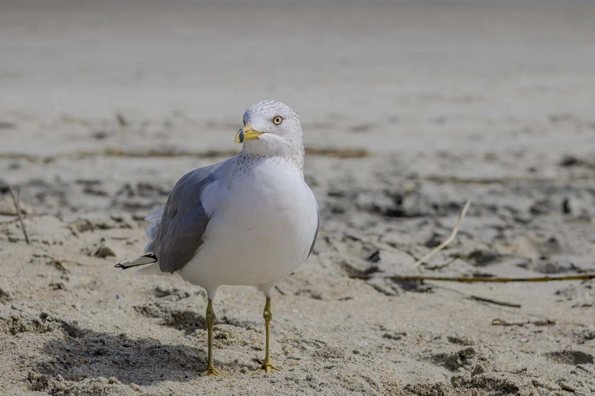 young adult ring-billed gull. this guy still has a lot of speckles.