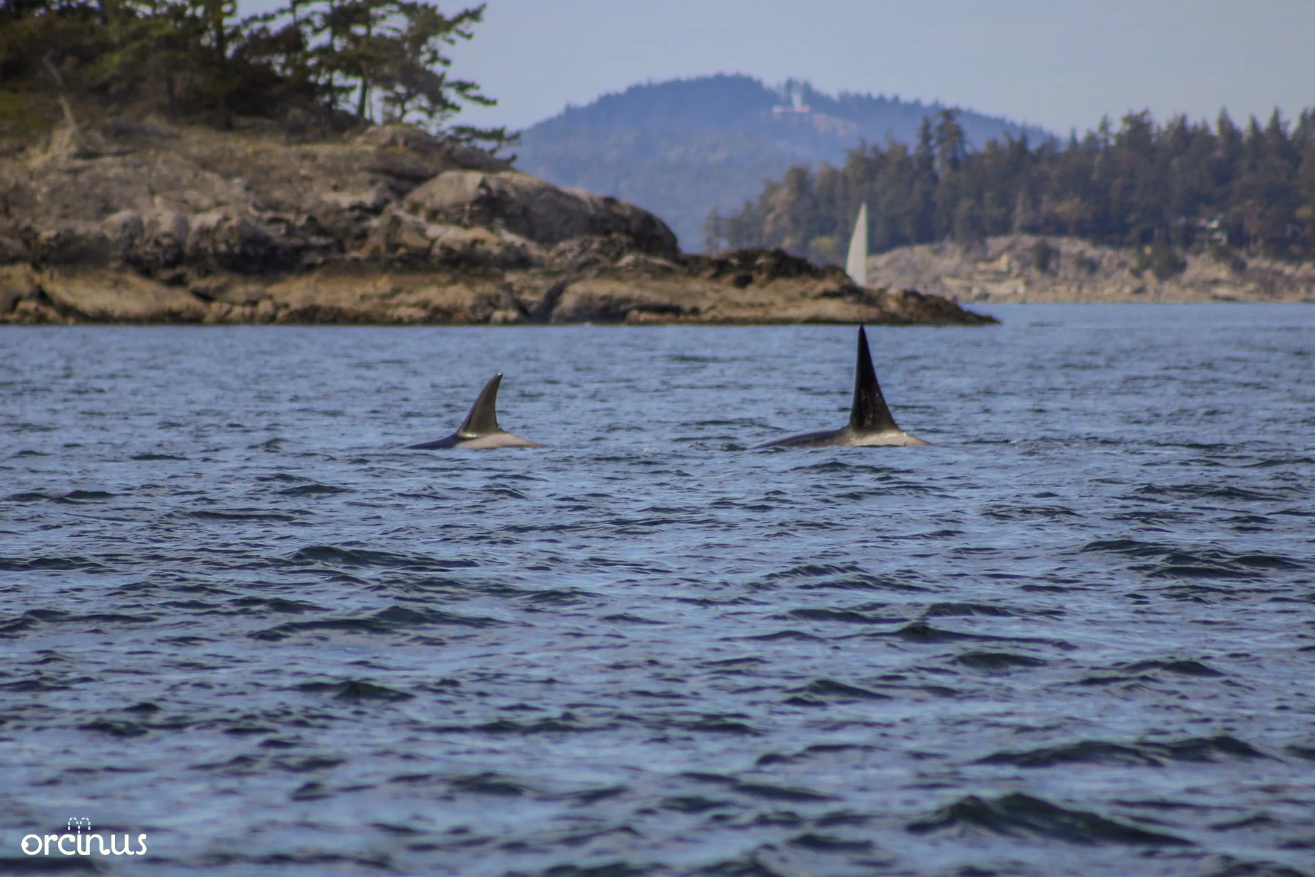  4.19.25 
 
mother & son bigg's orcas, t65b "chunk" and t65b1 "birdsall"
 
san jan, wa