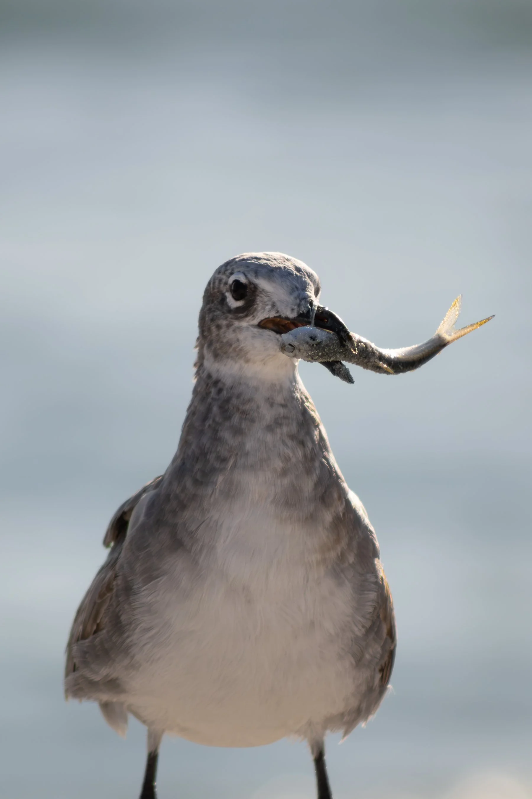 9.27.26
 
laughing gull