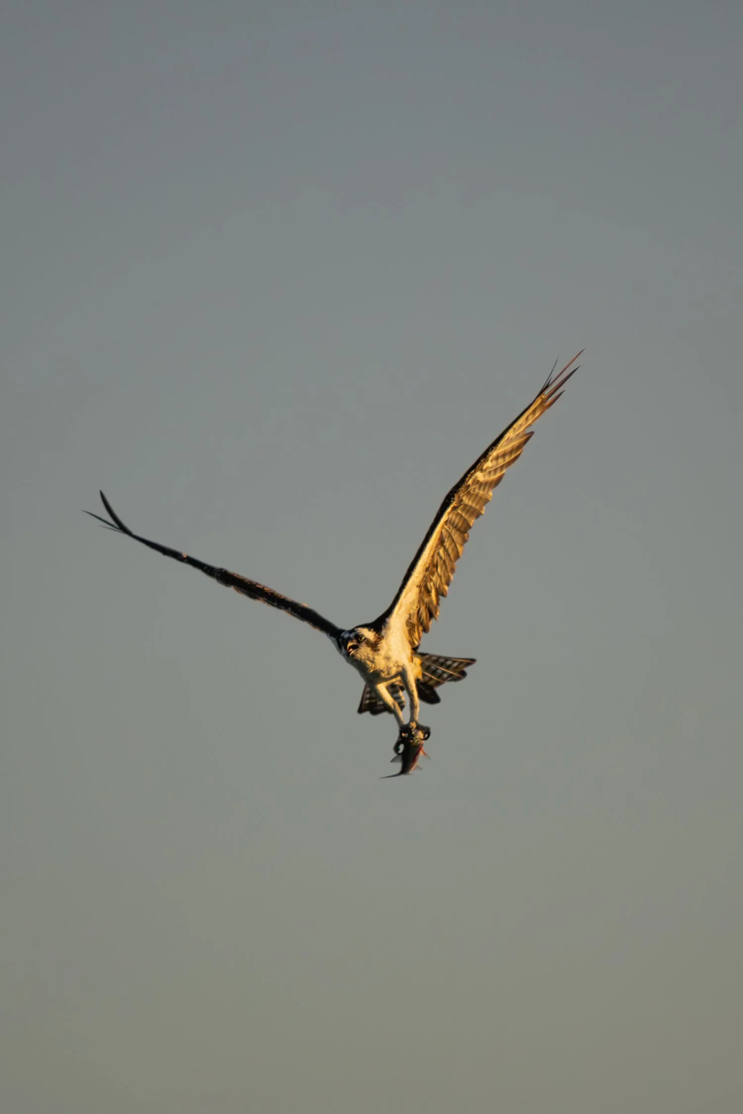 9.17.26
 
osprey