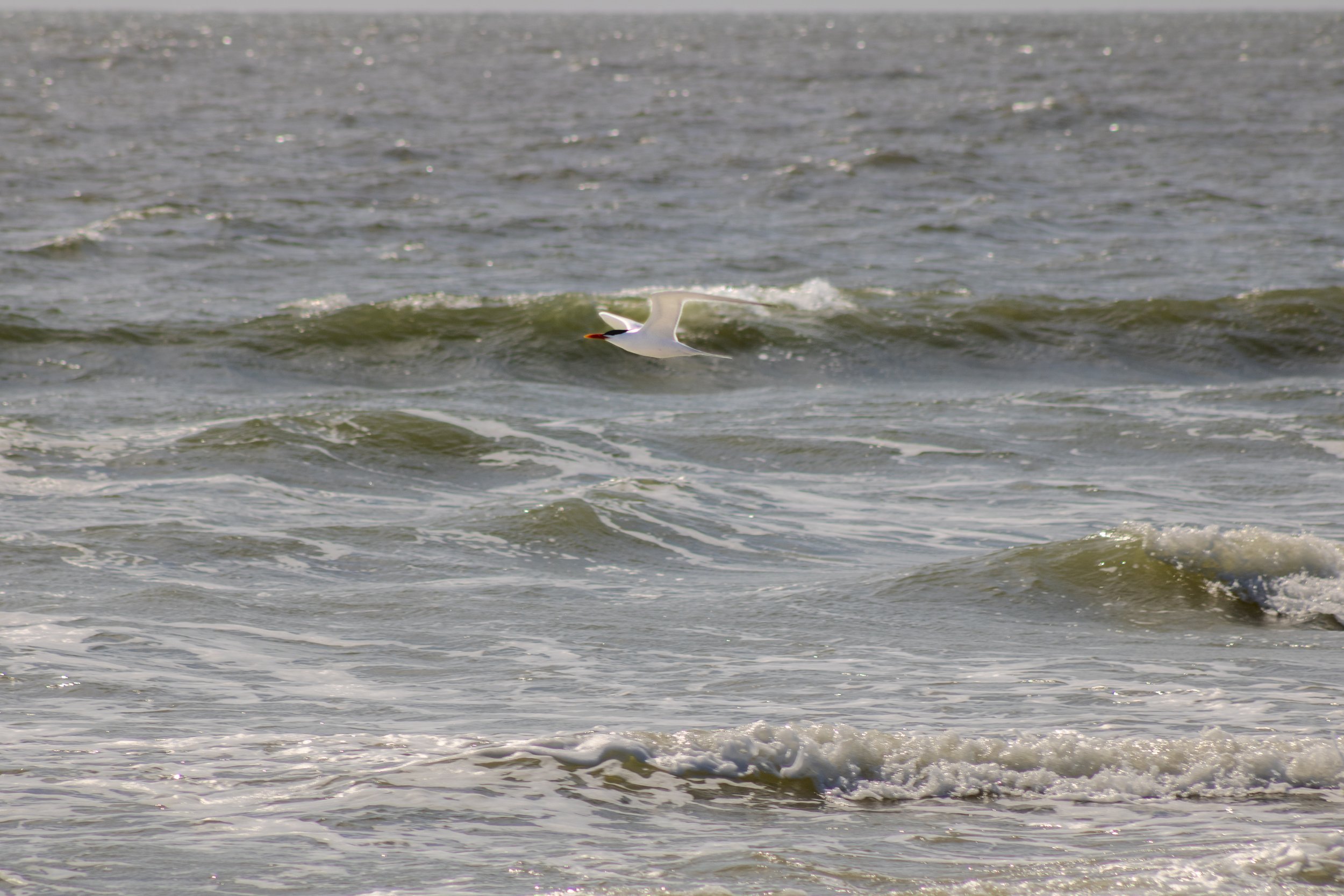 royal tern