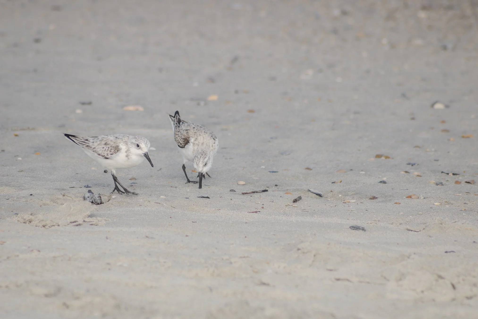 the sanderlings are multiplying. 