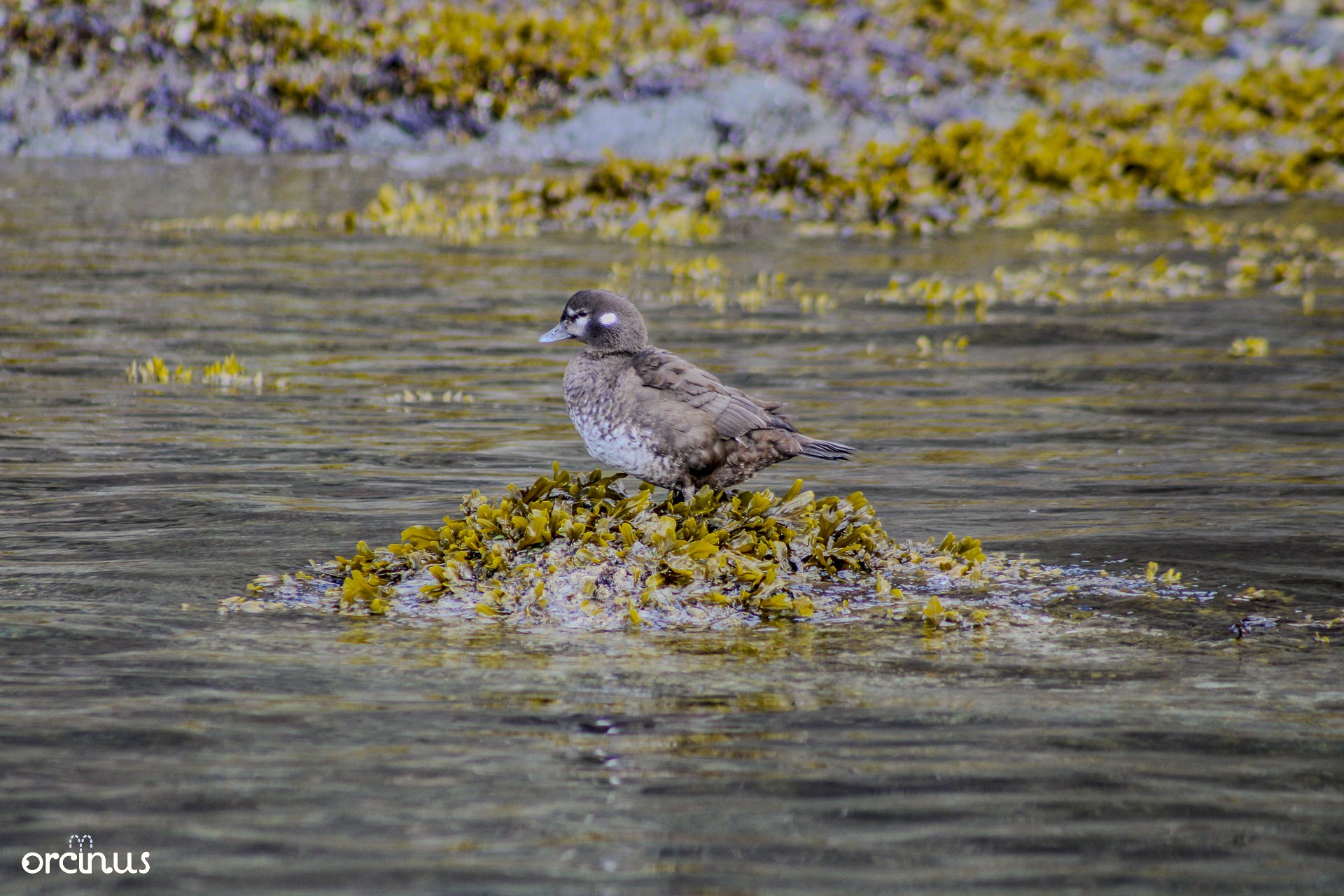  4.19.25 
 
female harlequin duck
 
san jan, wa