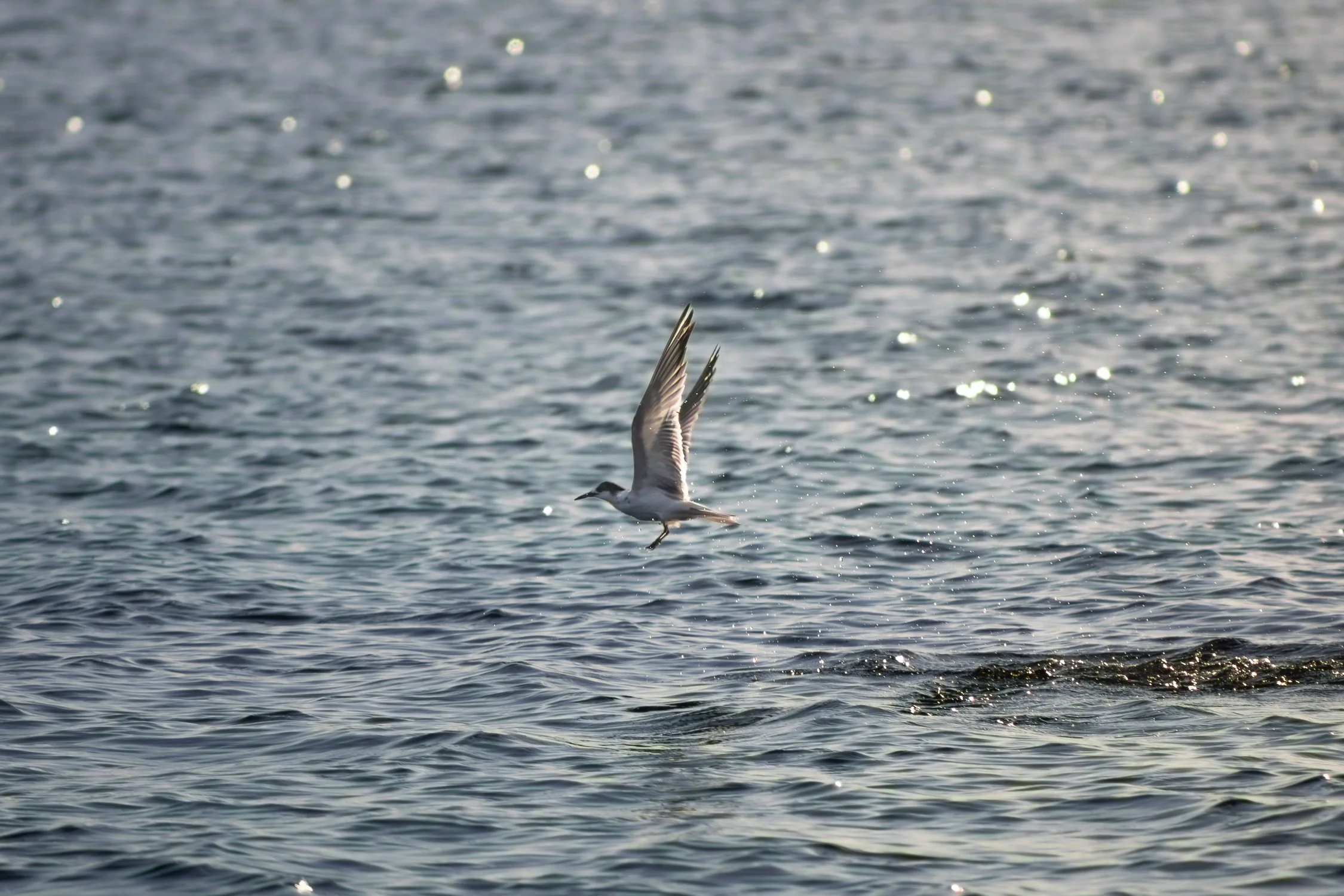 9.13.26
 
common tern