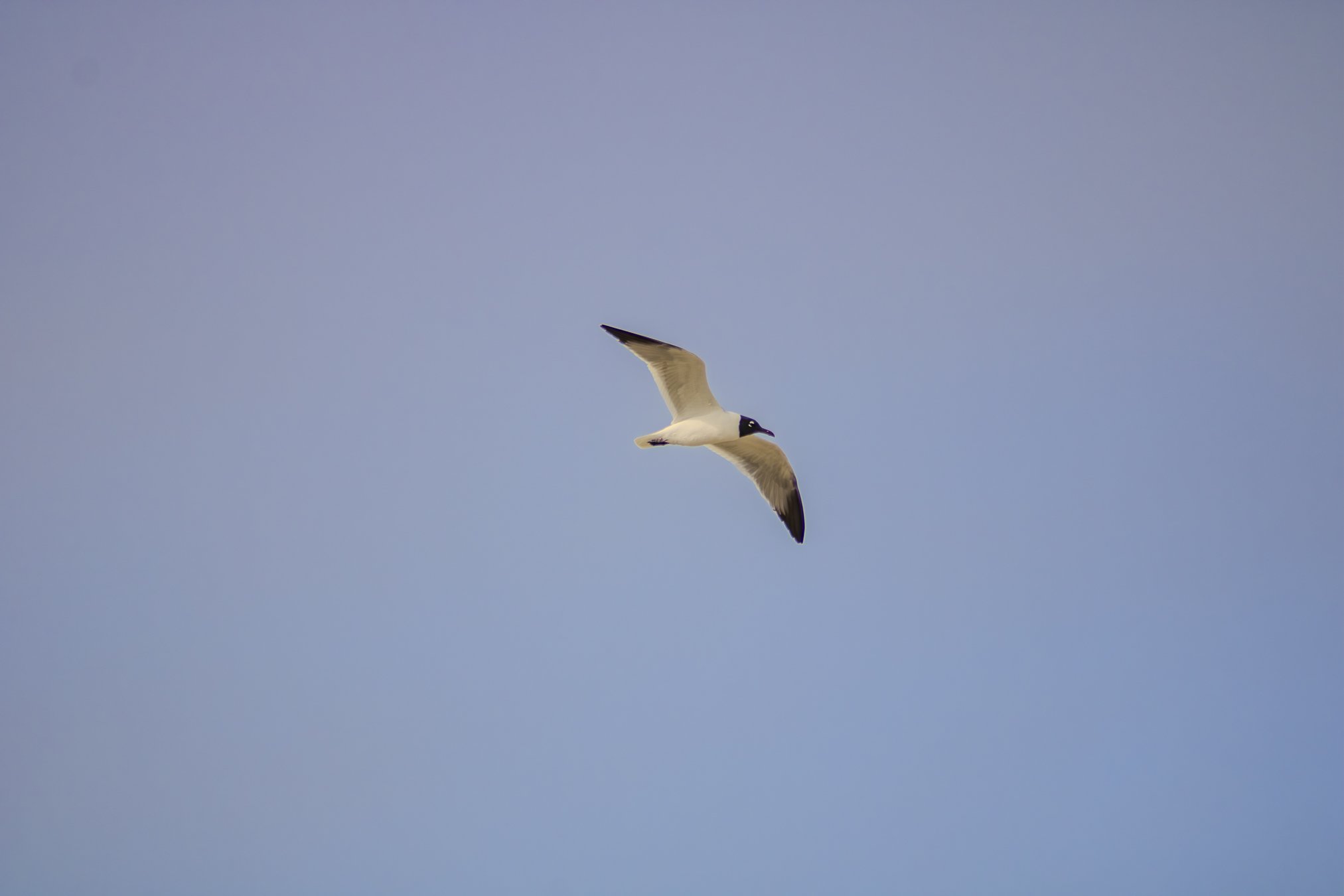(alleged) laughing gull in flight. 