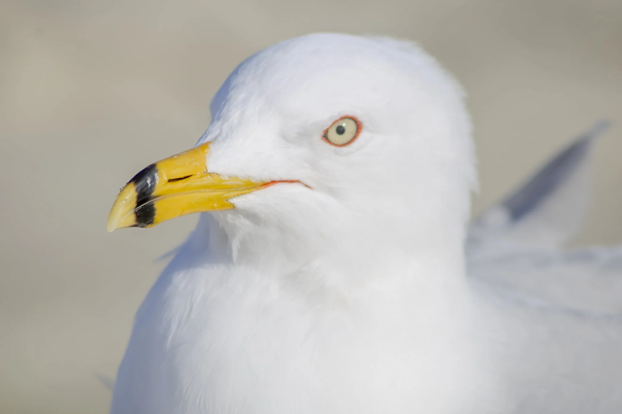 close up of an adult ring-billed gull with its breeding feathers.