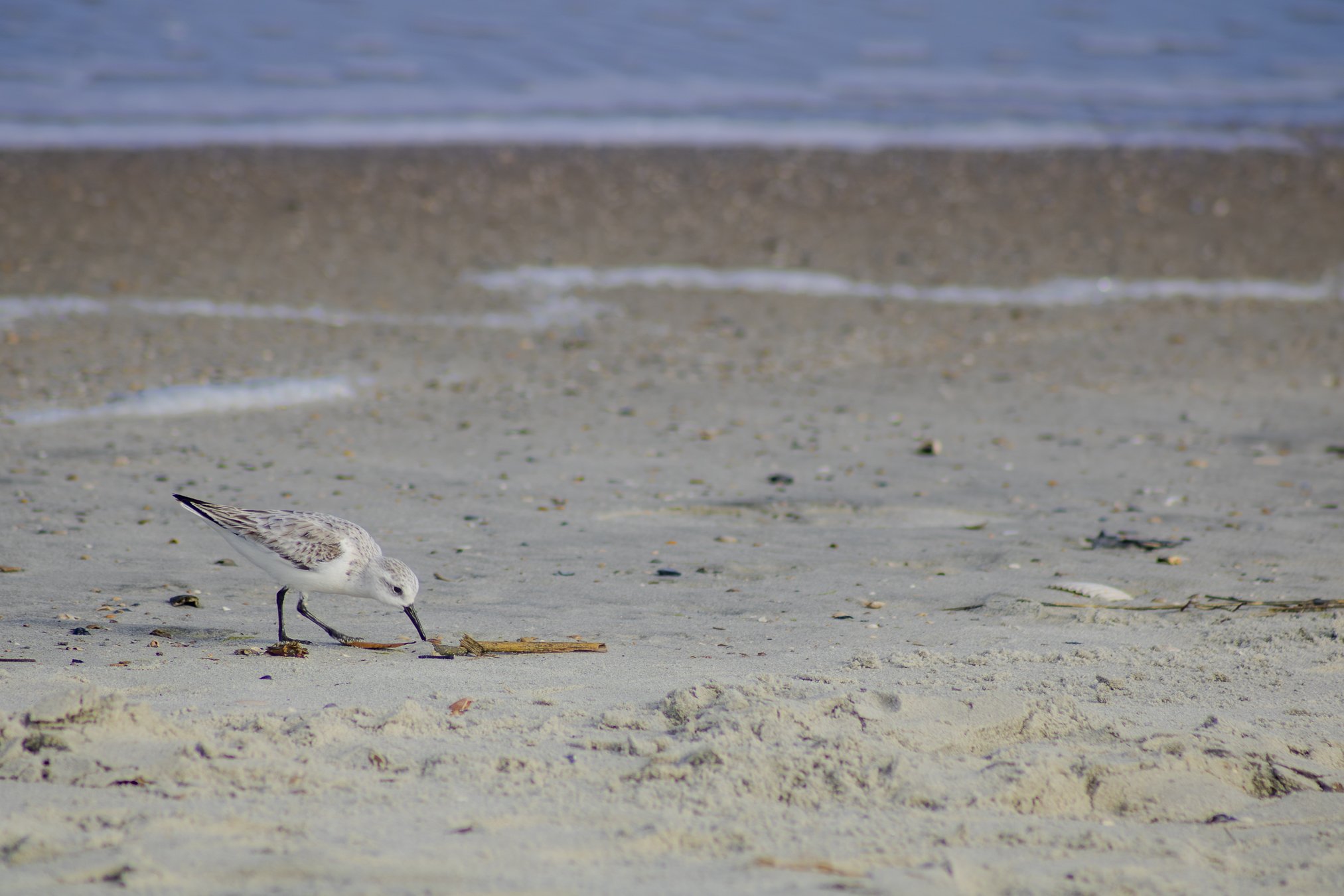 itty bitty sanderling. his breeding plumage hasn't come in quite yet. 