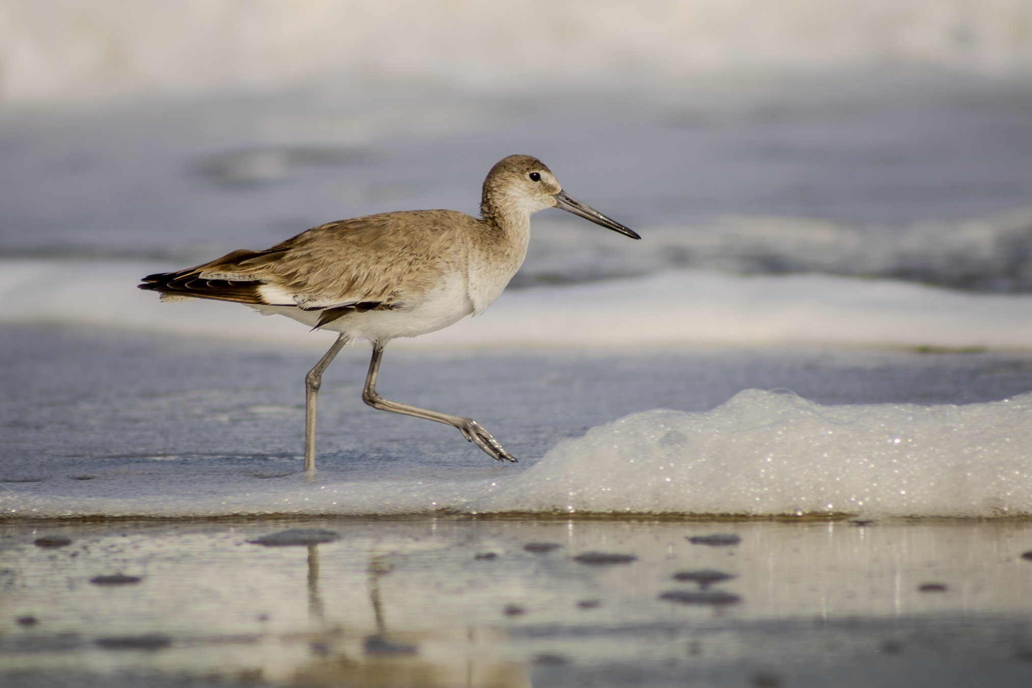 a young willet. doesn't quite have its breeding plumage in yet.