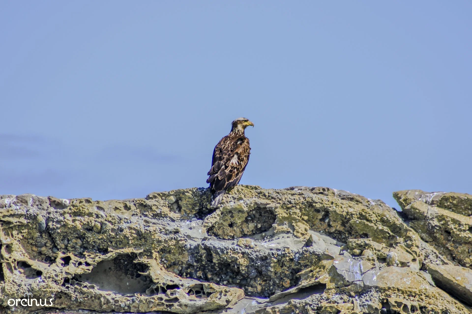  4.19.25 
 
juvenile bald eagle
 
san jan, wa