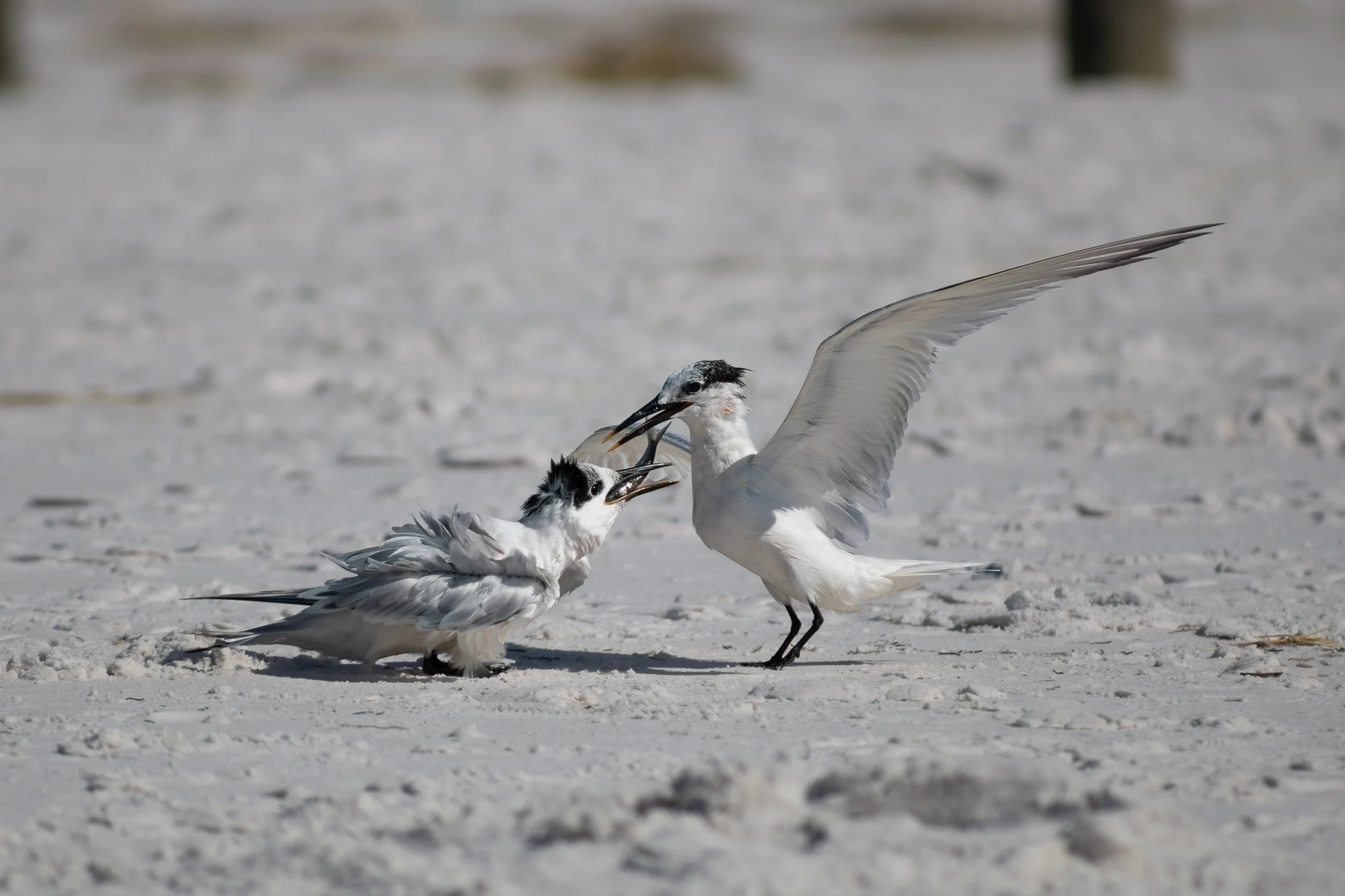 10.11.26
 
sandwich tern