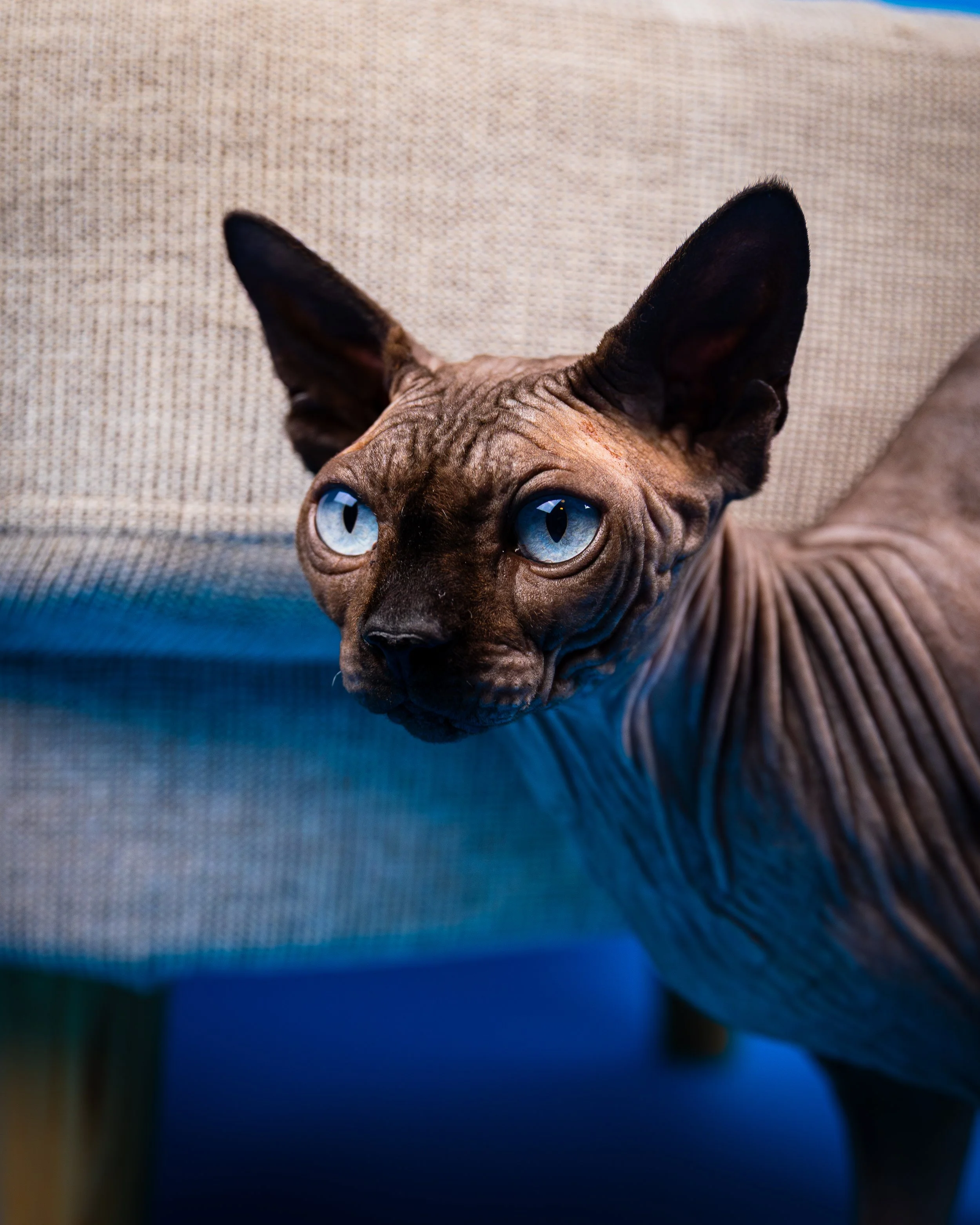 Canadian Sphynx (7).jpg