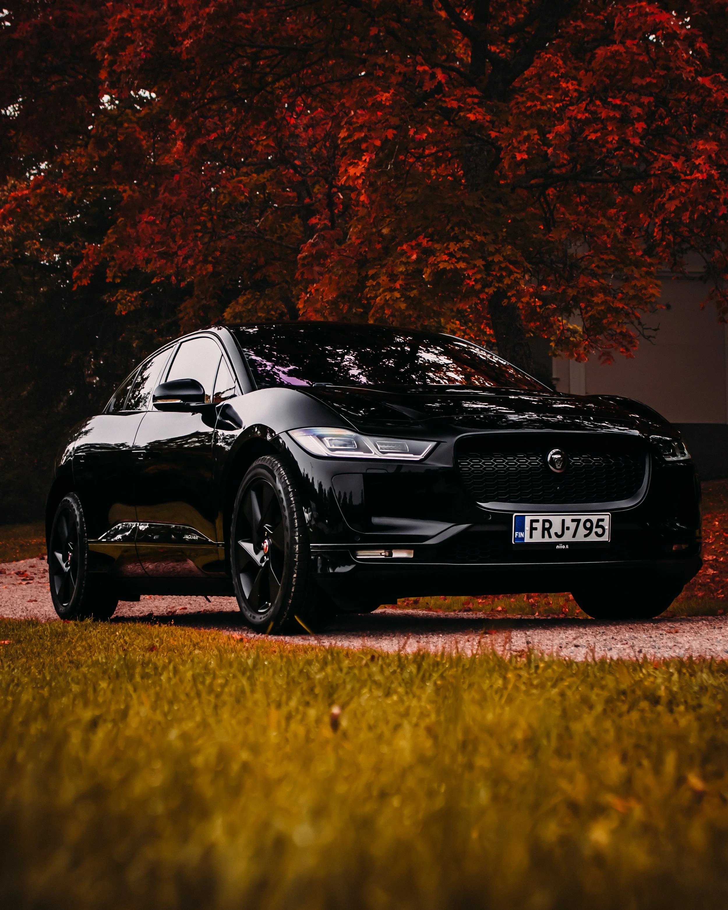 Jaguar-9.jpg