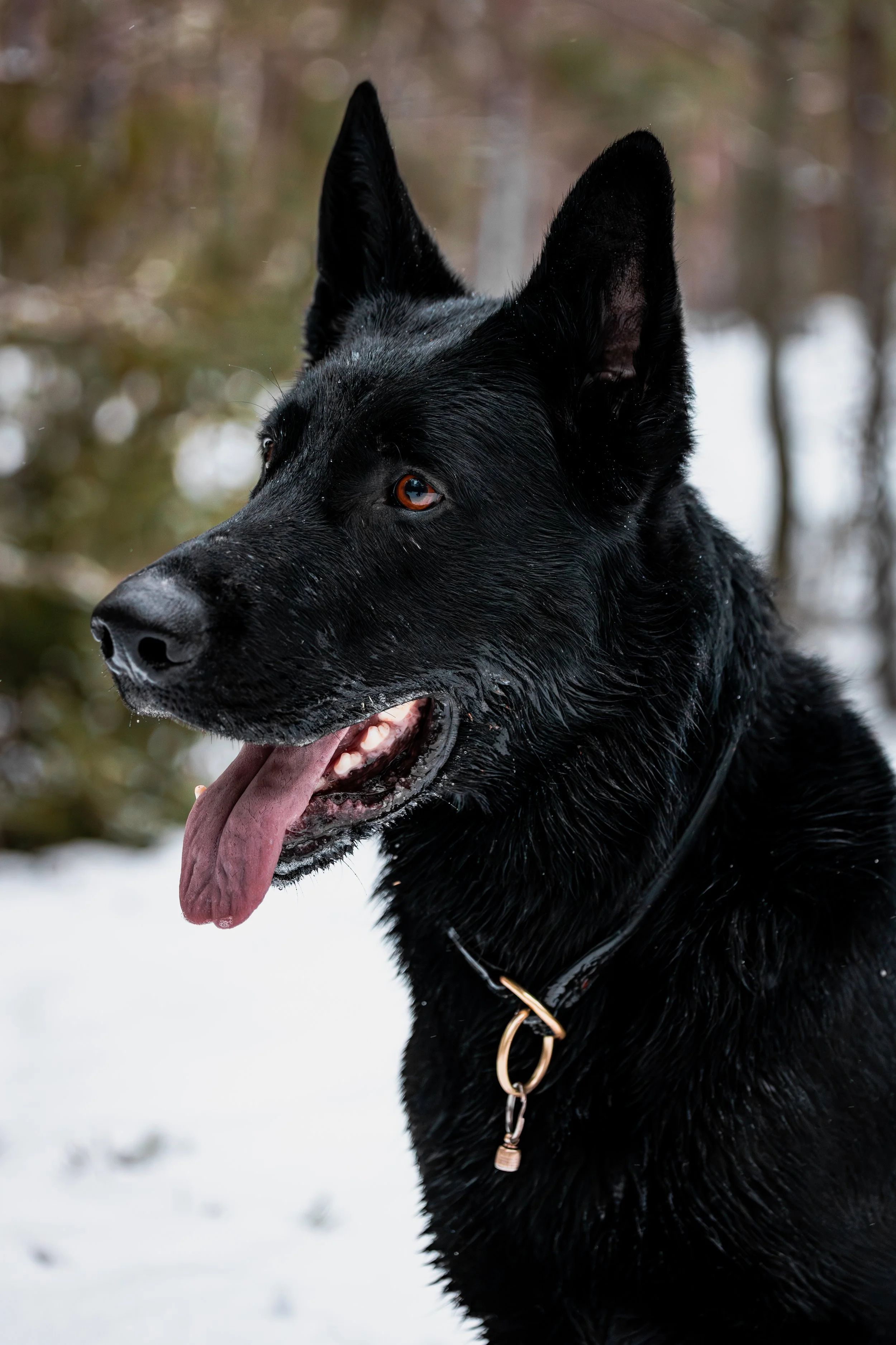 dogit-2.jpg