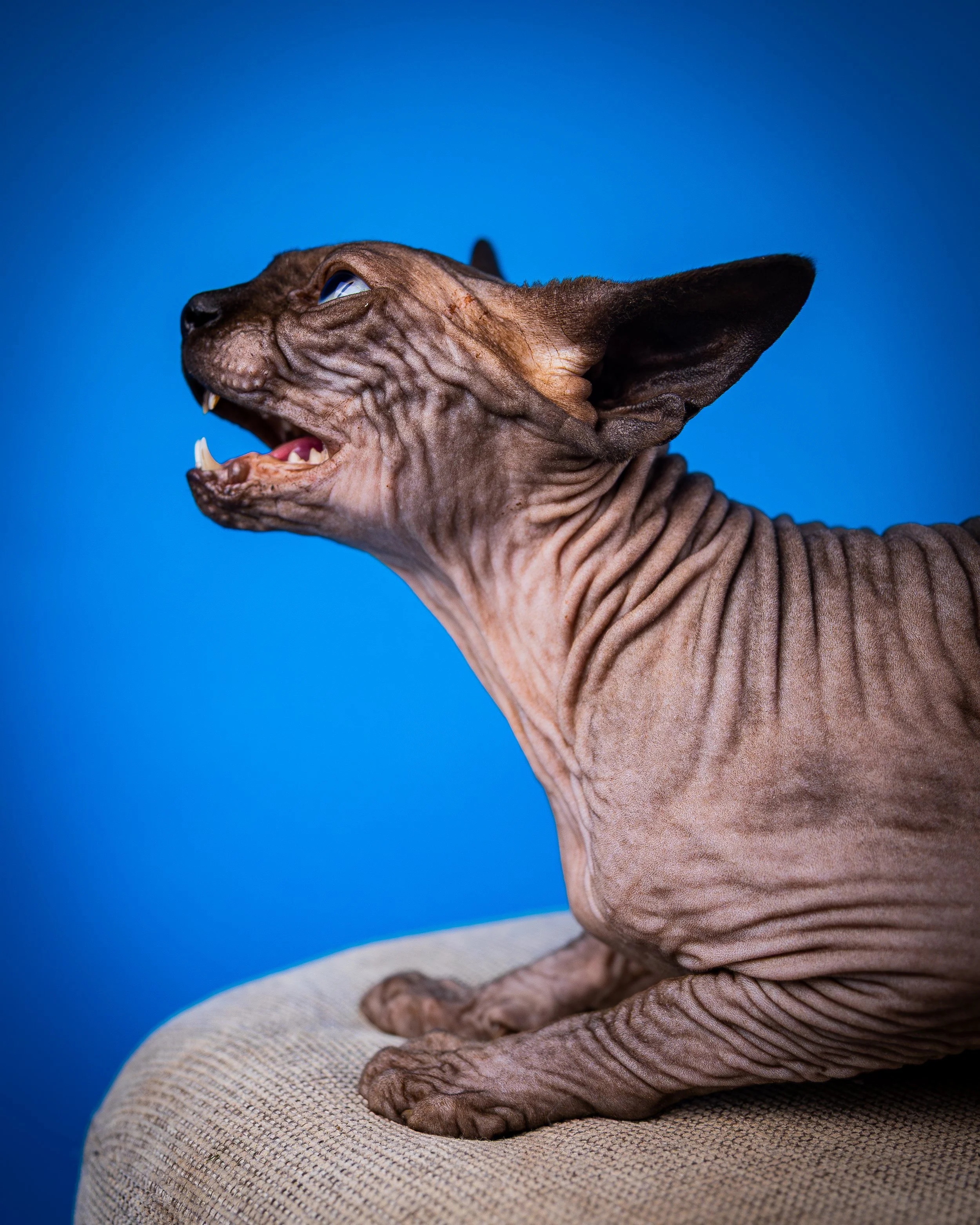 Canadian Sphynx (8).jpg