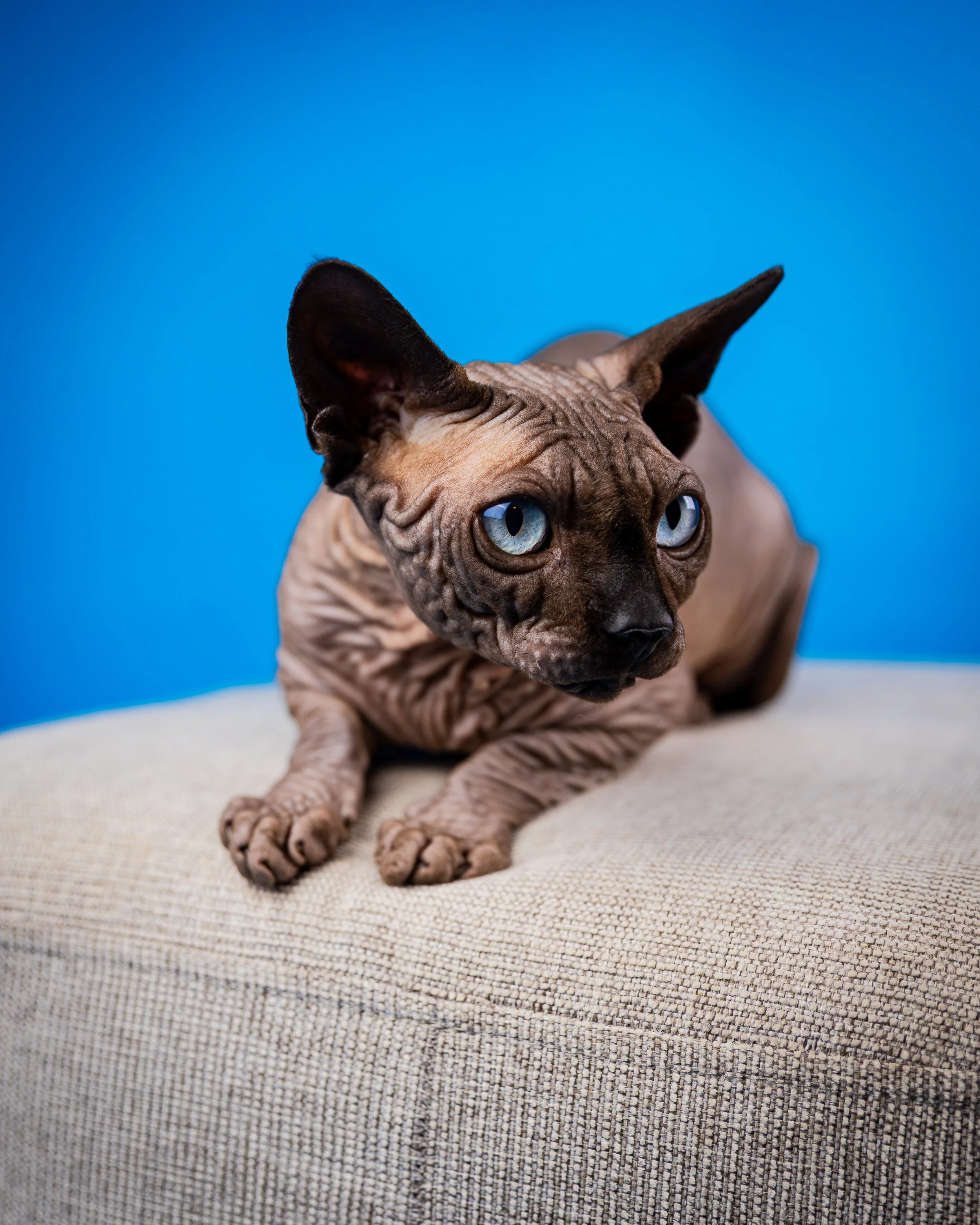 Canadian Sphynx (2).jpg