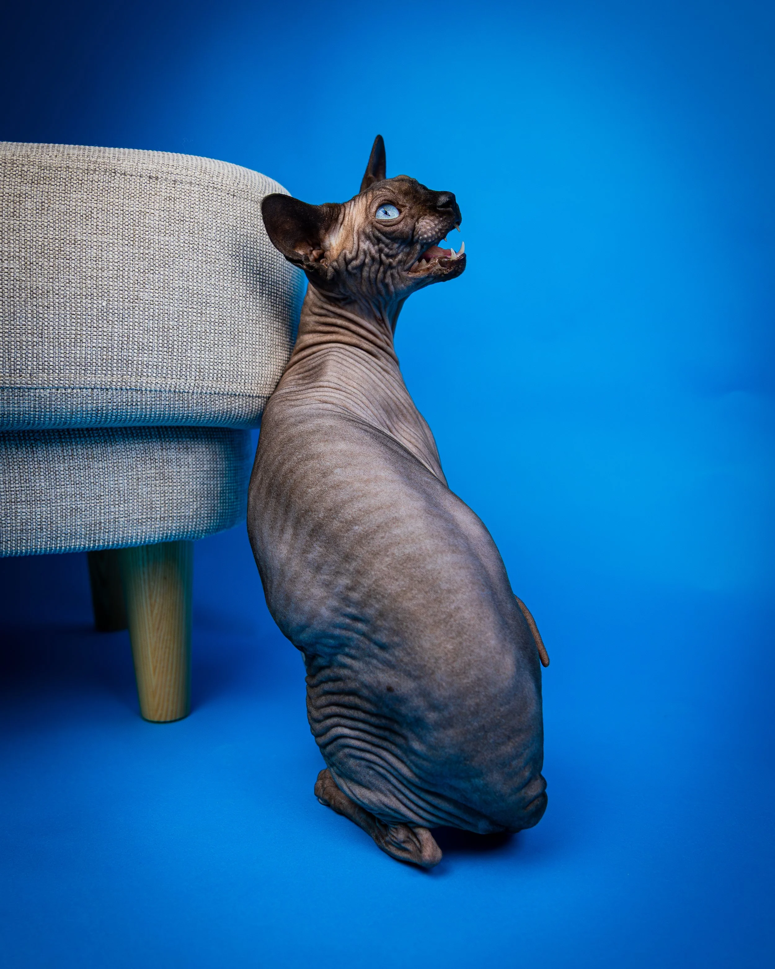 Canadian Sphynx (6).jpg