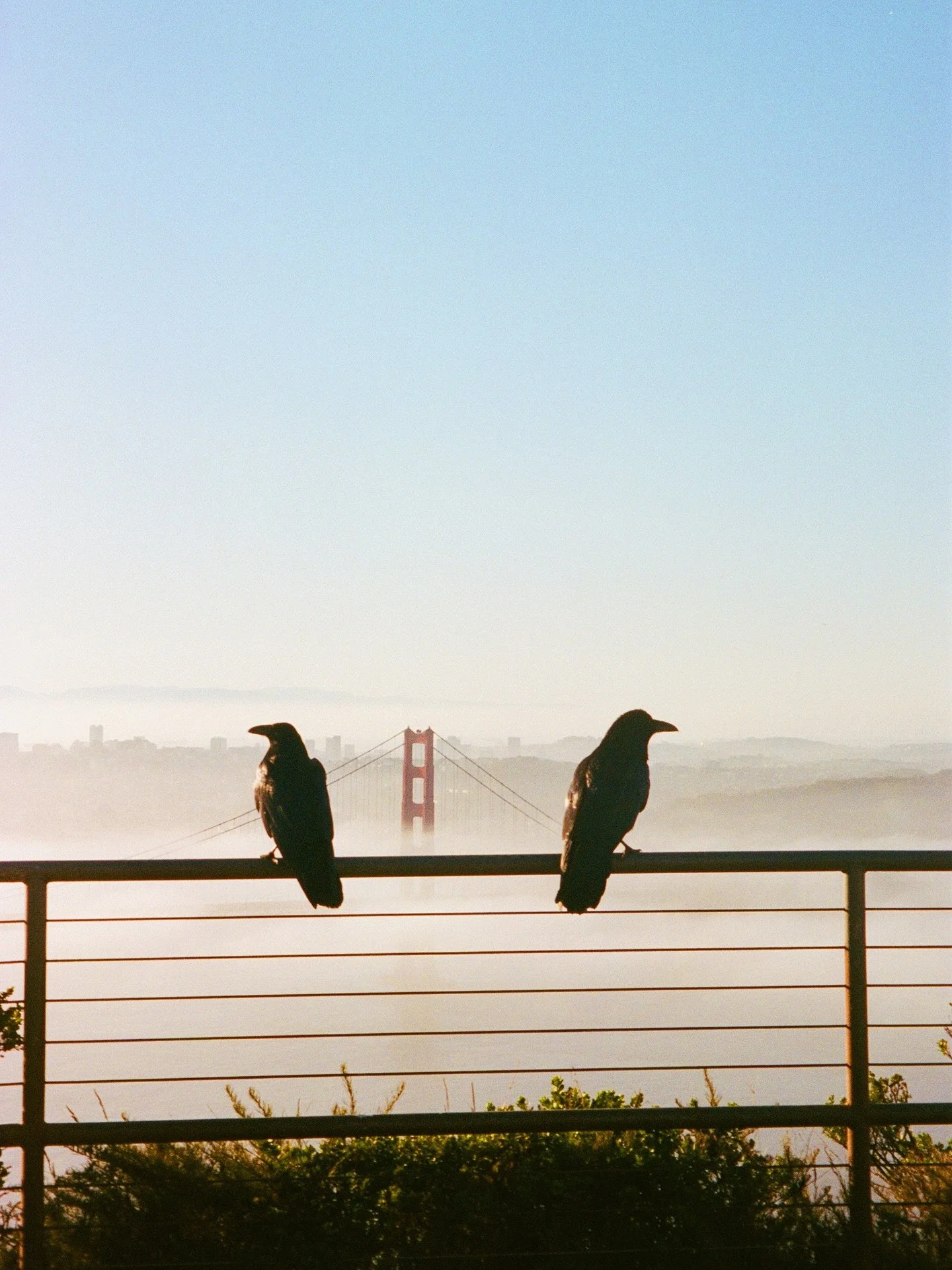 saw these two guys just chillin at the top of hawk hill during my bike ride several weeks back. 

stoked on a new point and shoot film camera that I got a couple weeks ago because it fits in my little bike bag :)

#35mm
