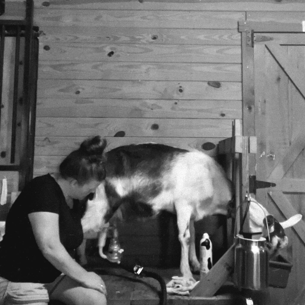 One thing I said I would never do: use a milk machine on a goat. 

You&rsquo;d think, by this time in my life, I&rsquo;d remember never to say never.  Alas, some things don&rsquo;t stick very well. 

But milking goats.  It takes such little time and 