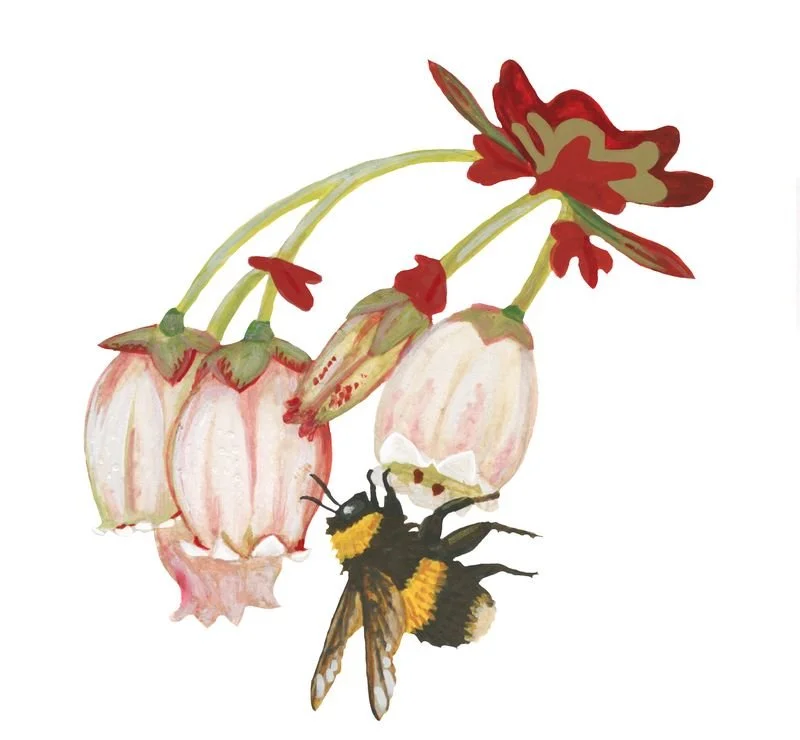 An illustration of pink and white bell-shaped flowers and bumblebee