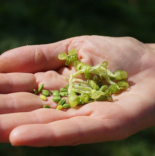 How to Grow From Seed - Detailed Guide  Wild Seed Project