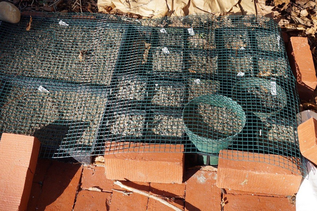 In Person: Seed Sowing at the Native Seed Center - December