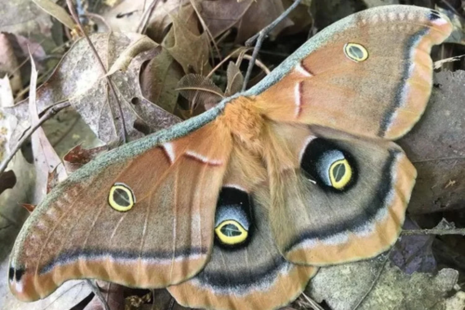 Which Native Plants Help Wildlife? The Science Behind Informed Plant Selection with Dr. Desiree Narango