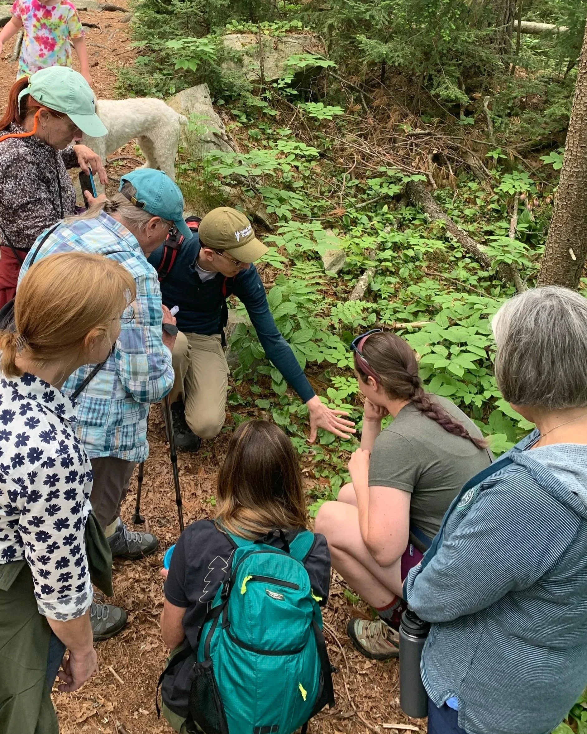 Group of people gathered on a forest trail, examining native plants near the ground, with one person pointing.
