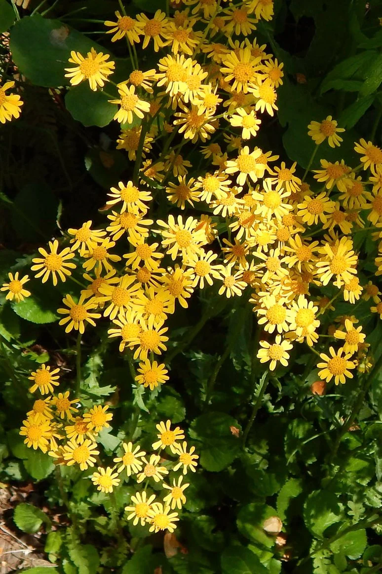 Yellow blooms of native perennial wildflower golden groundsel in the shade