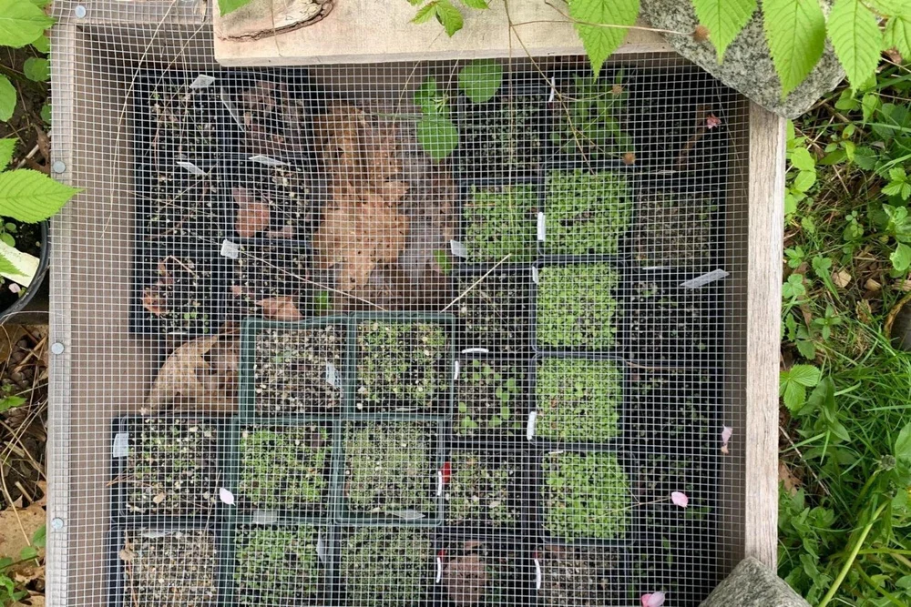 Journey+Of+A+Seed+-+Tall+White+Aster+May+seeds+sprouting.jpg