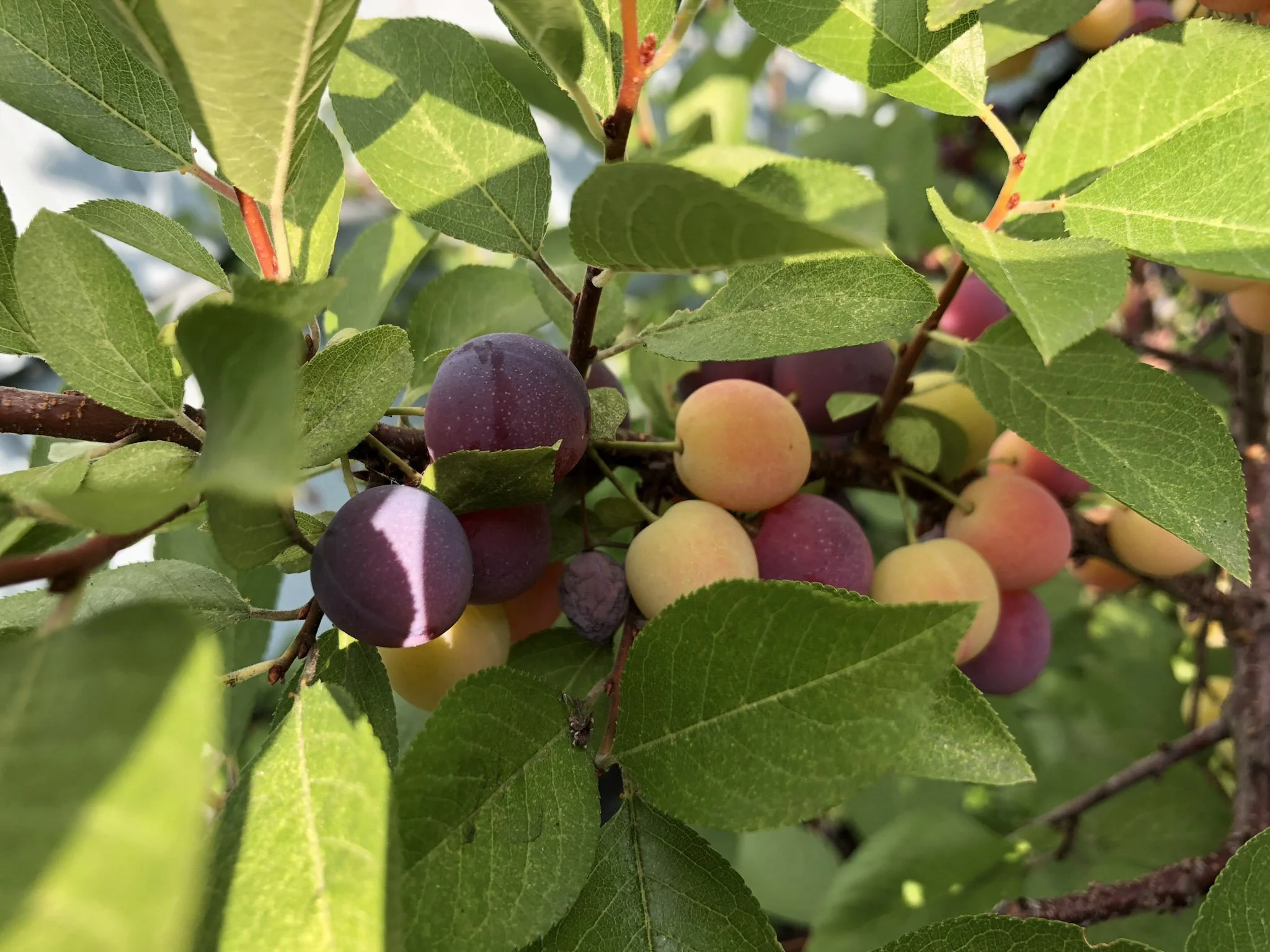 What Is A Beach Plum