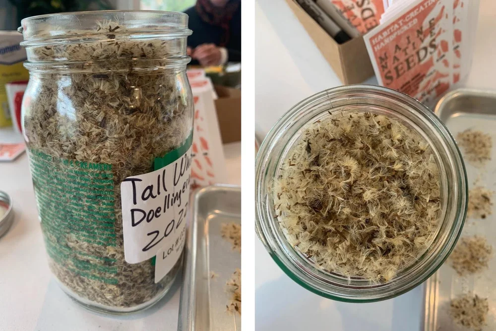 Journey+Of+A+Seed+-+Tall+White+Aster+Nov+seeds+in+jars.jpg