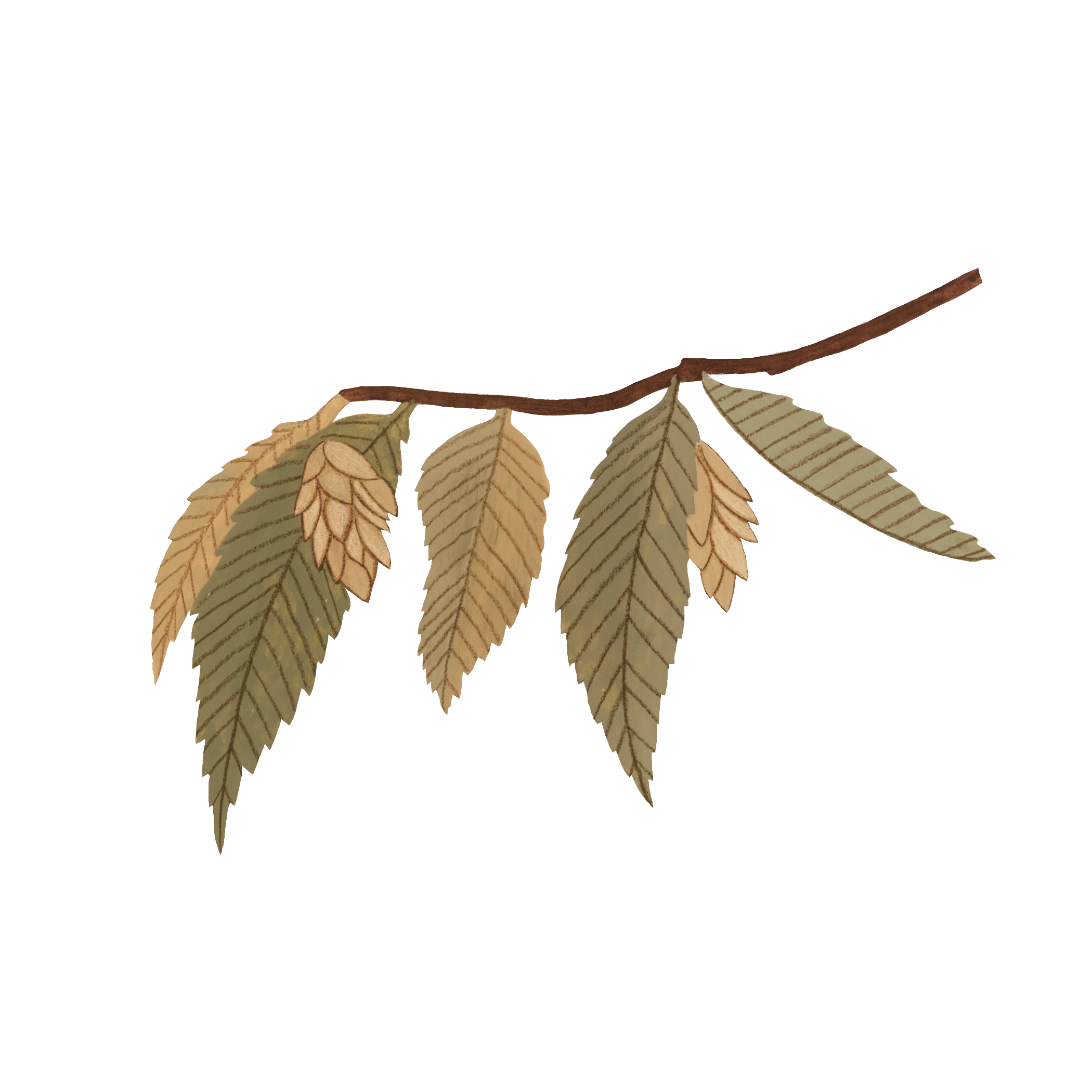Seed Stewardship