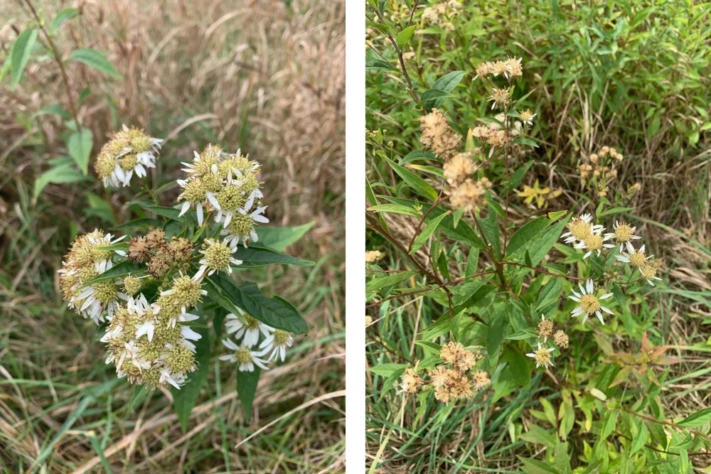 Journey+Of+A+Seed+-+Tall+White+Aster+Oct+flower+fade.jpg