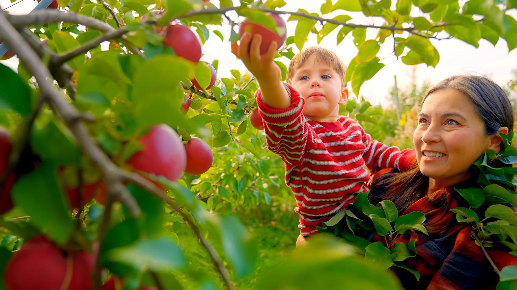 Apple-Picking-Monadnock.jpg